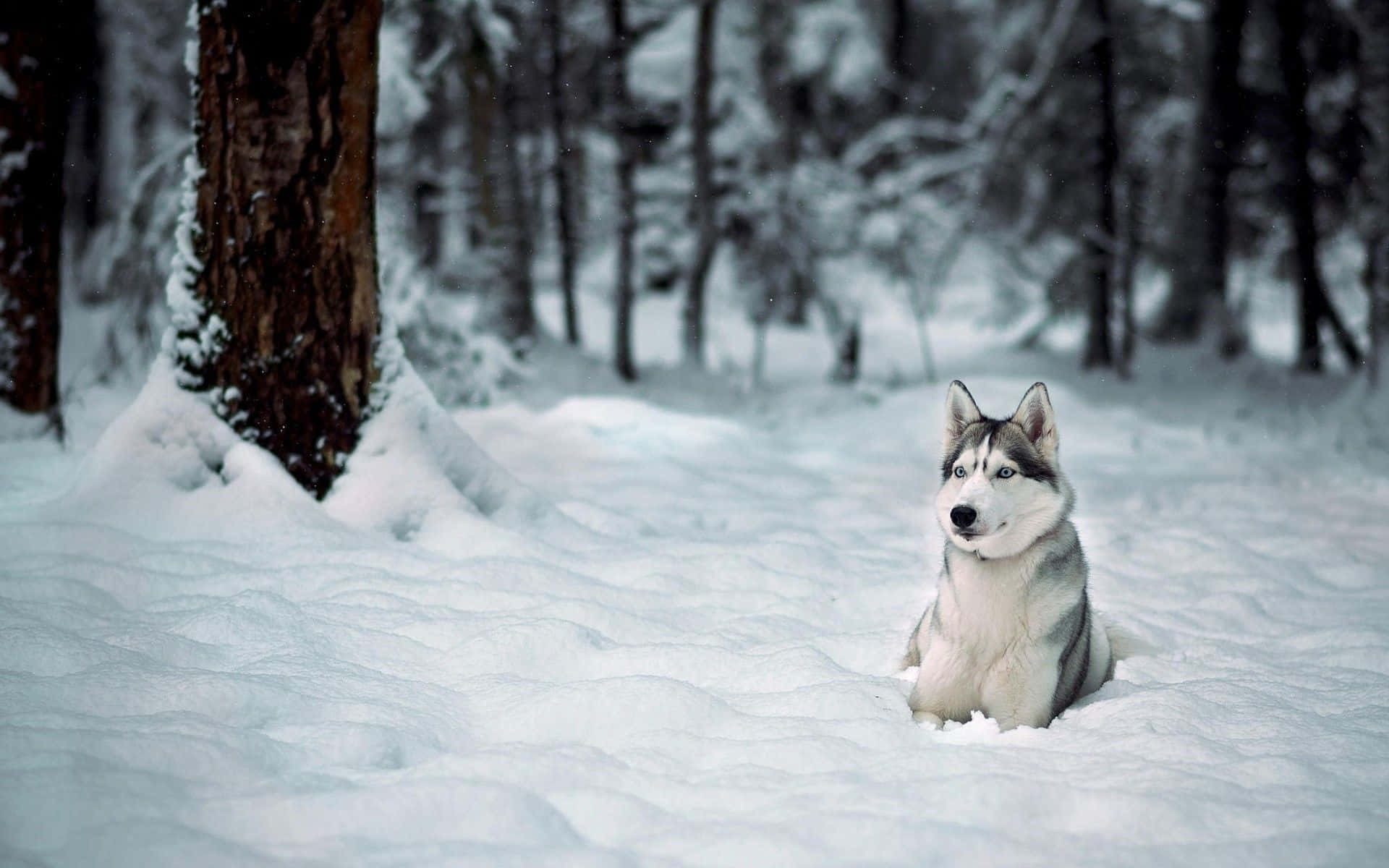 Siberian Husky Dog In Snow