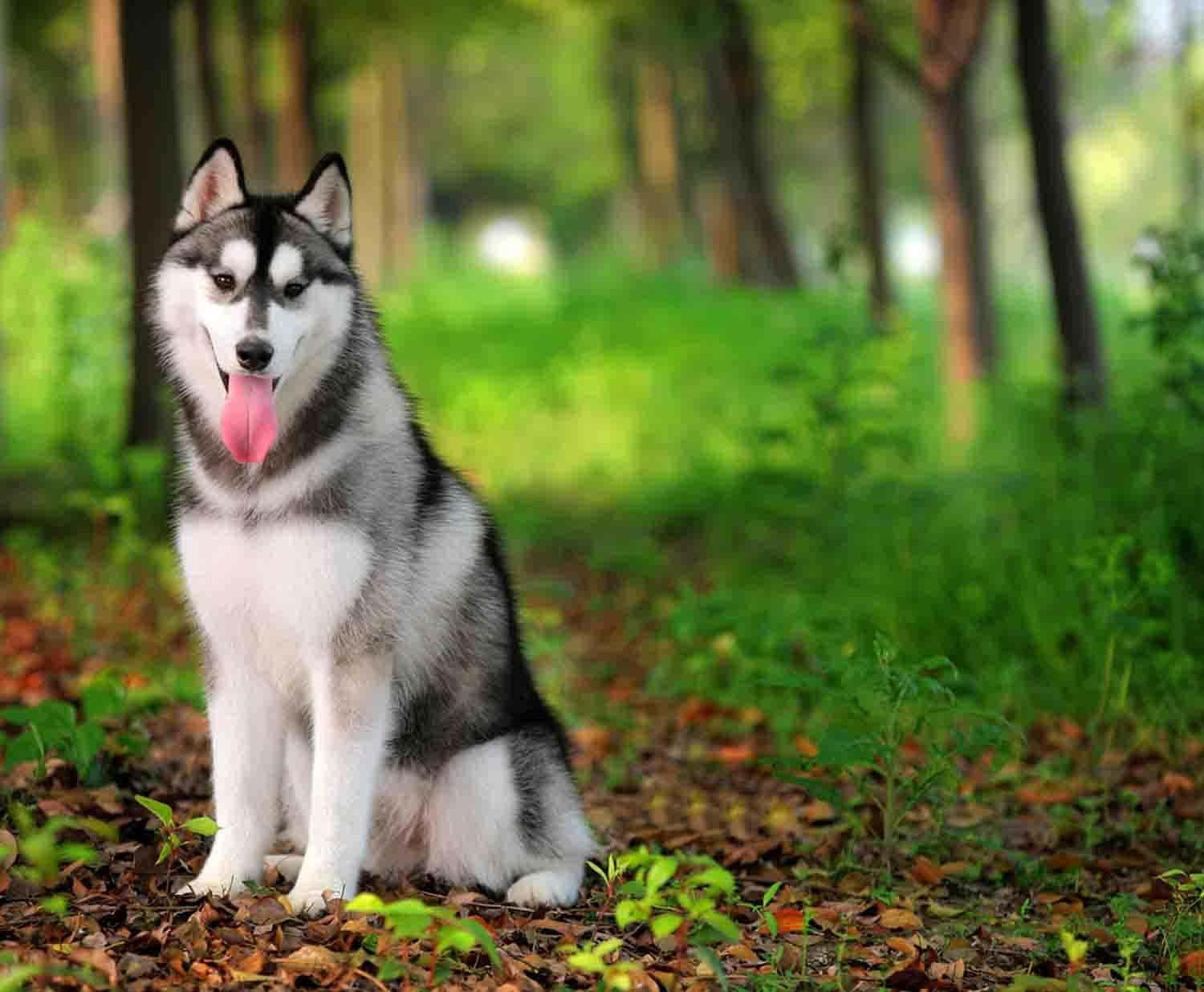 Siberian Husky Dog In The Forest Background