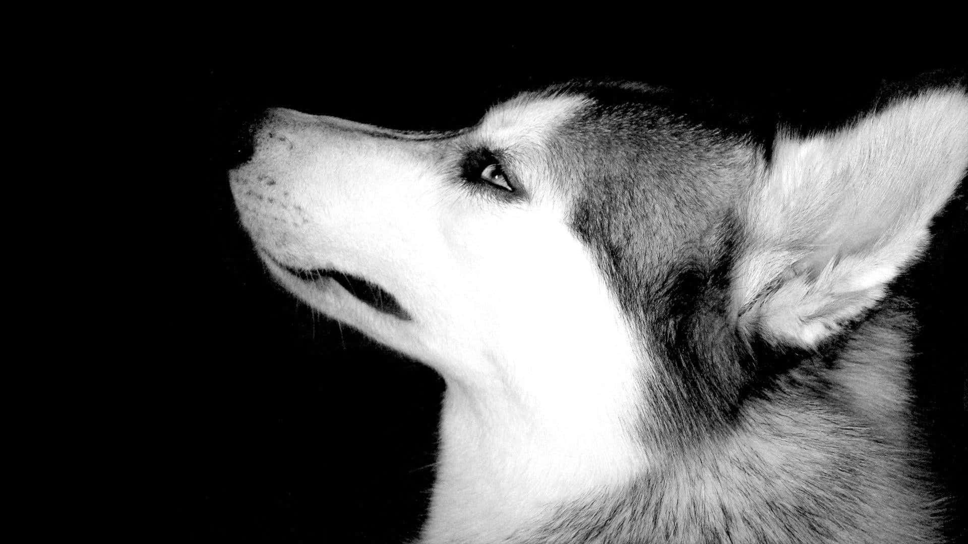 Siberian Husky Dog Profile