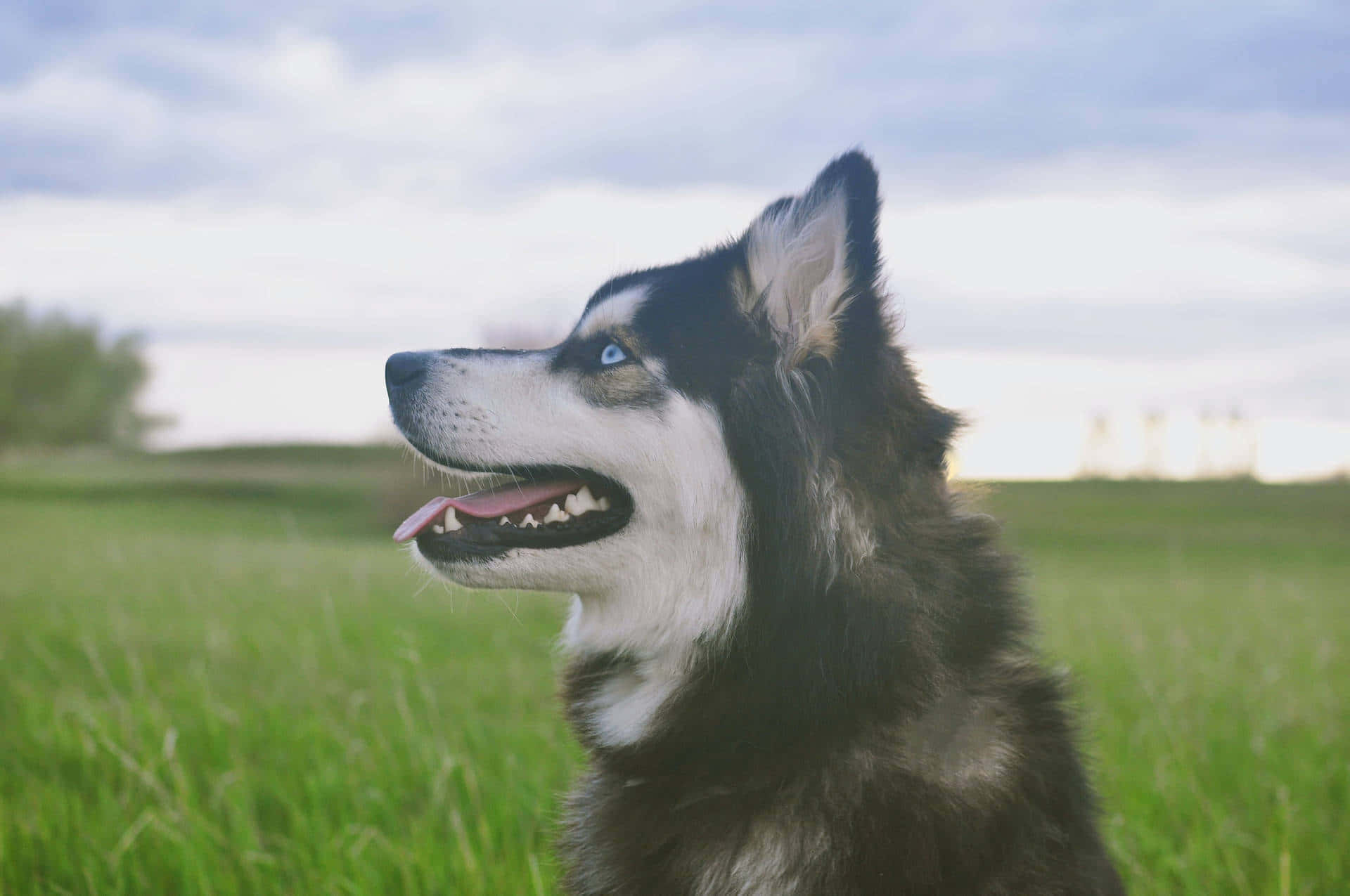 Siberian Husky Dog Side Profile