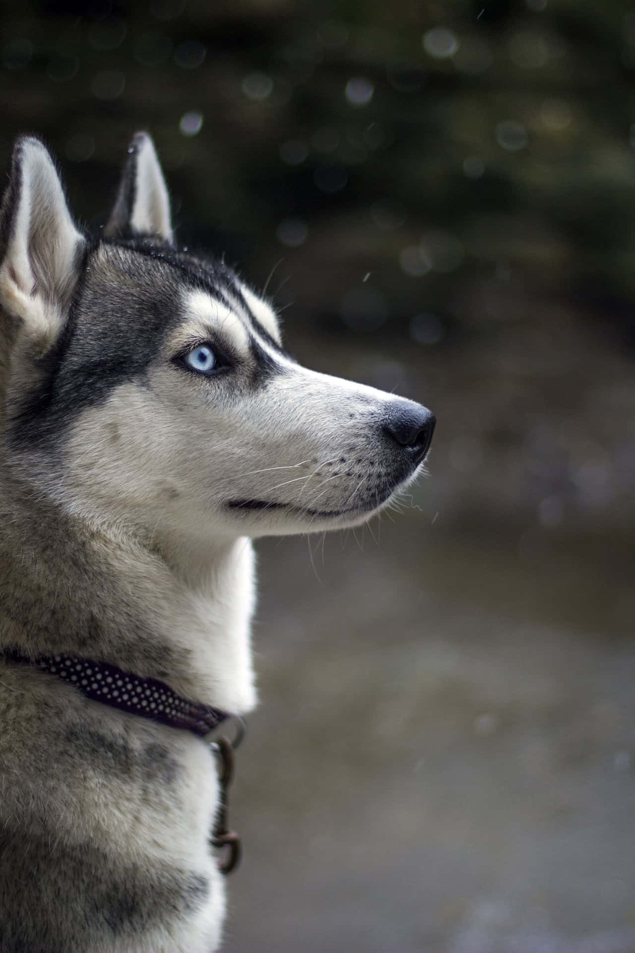 Siberian Husky Dog With Blue Eyes