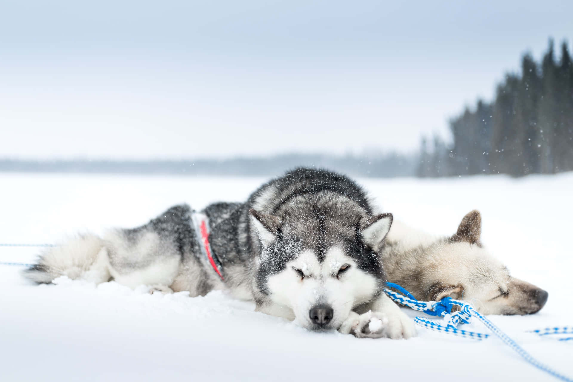 Siberian Husky Dogs Relaxing In Snow