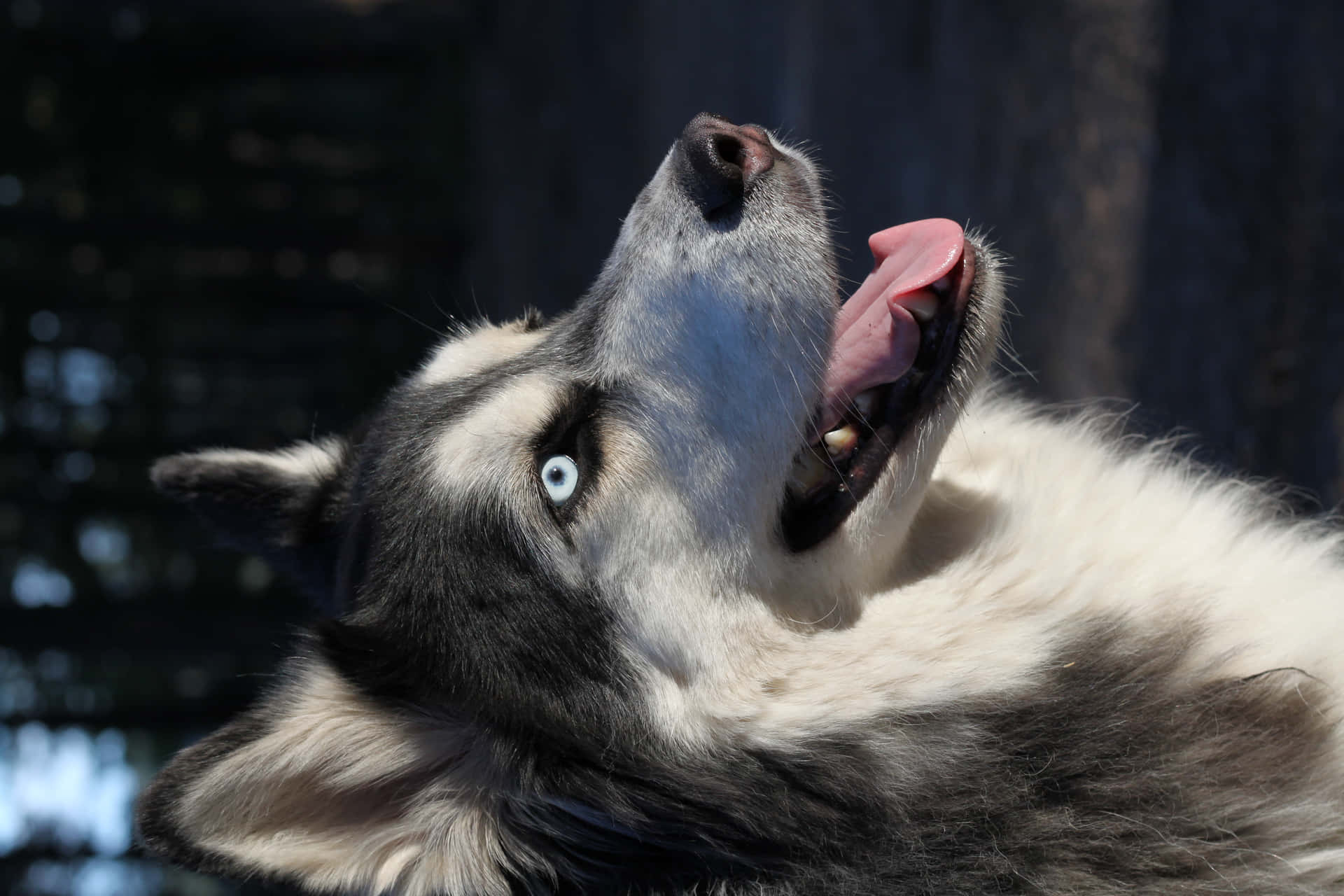 Siberian Husky In Deep Thoughts Background