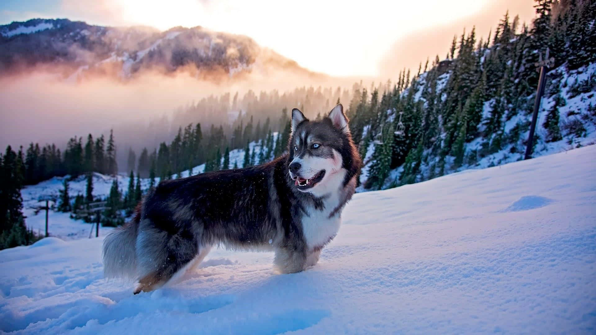 Siberian Husky In Snow Mountain