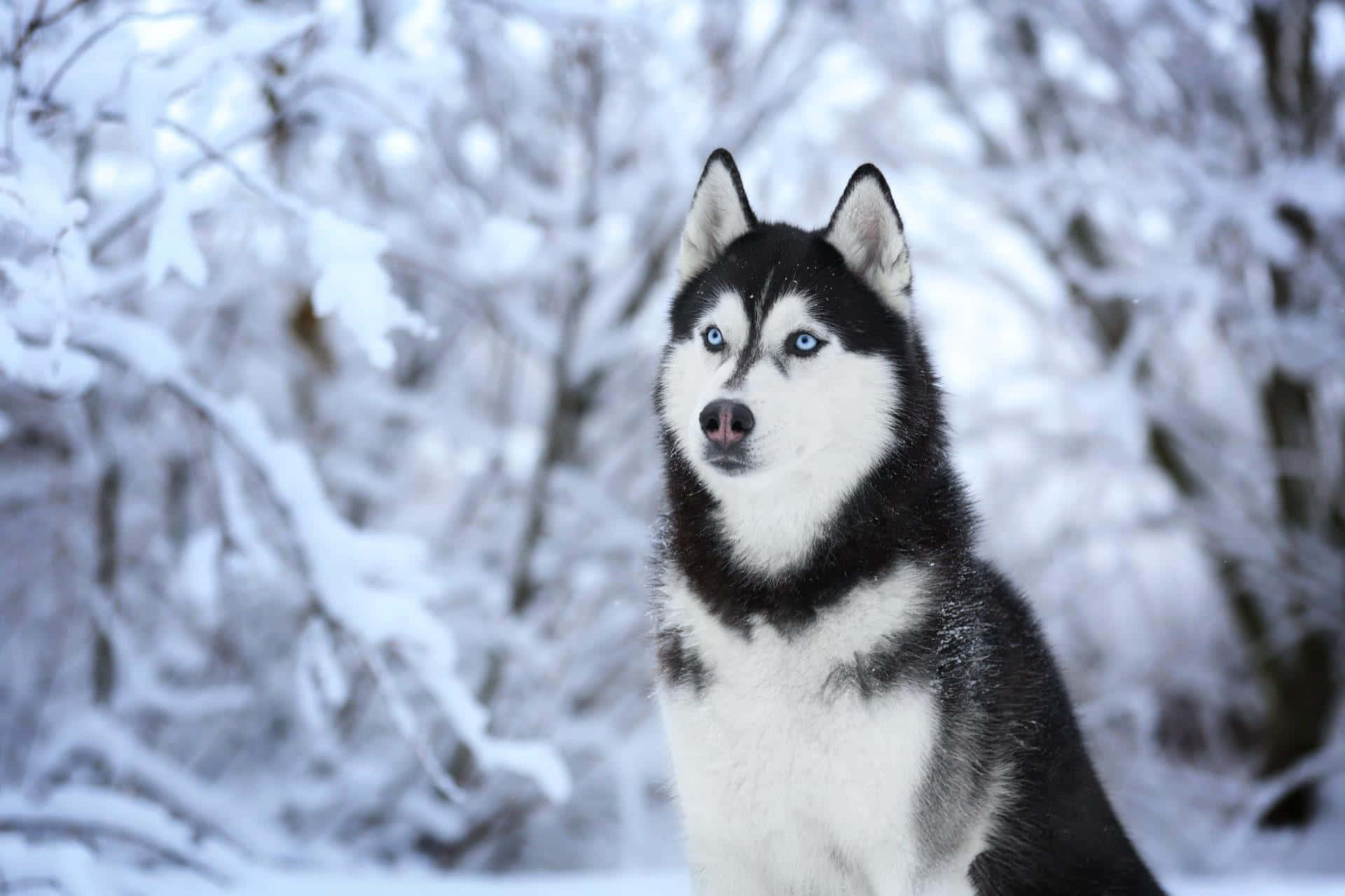 Siberian Husky In White Winter