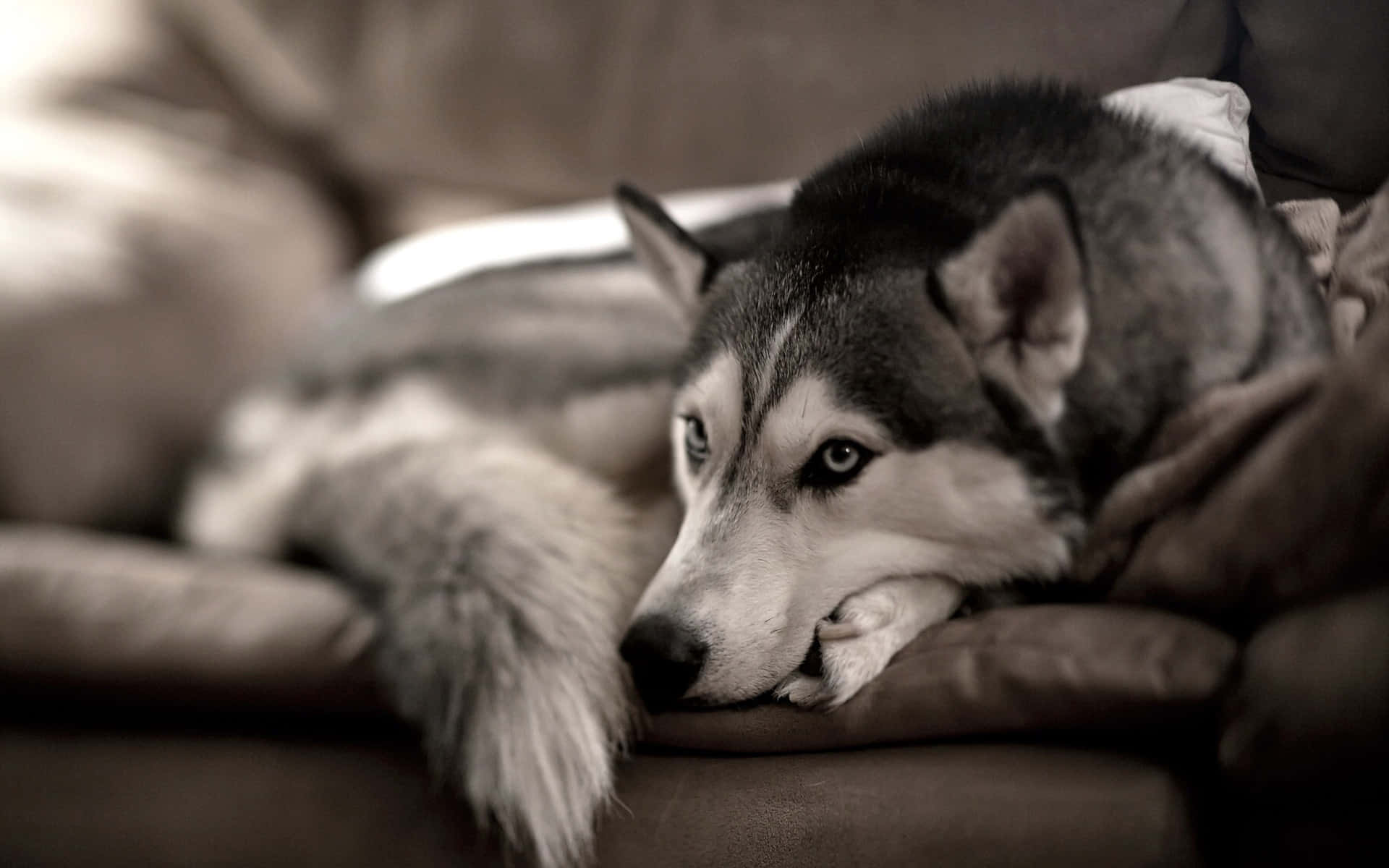 Siberian Husky On A Couch