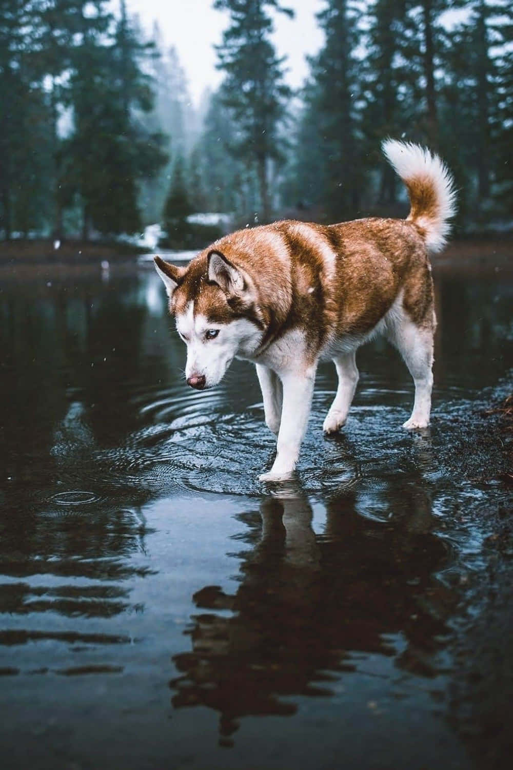 Siberian Husky On Water