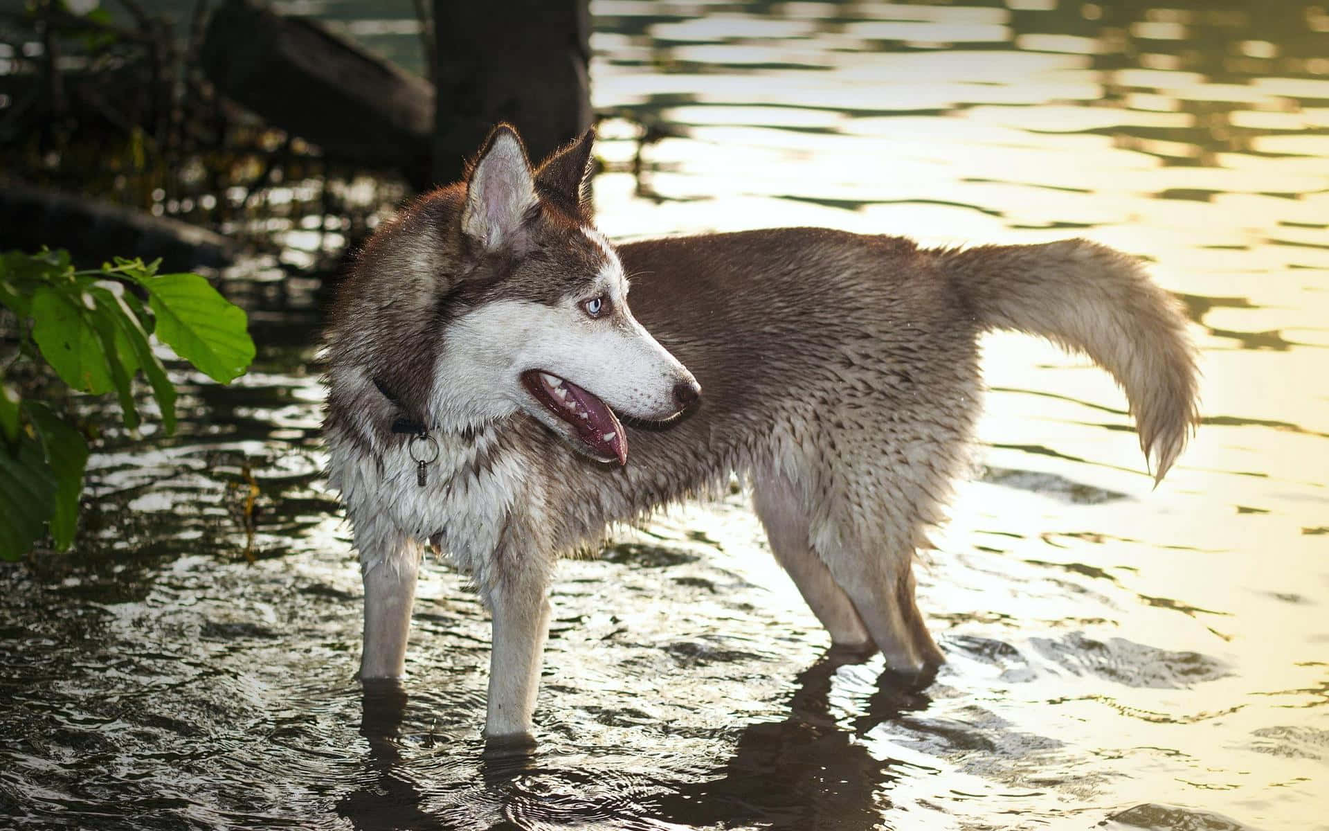 Siberian Husky On Water