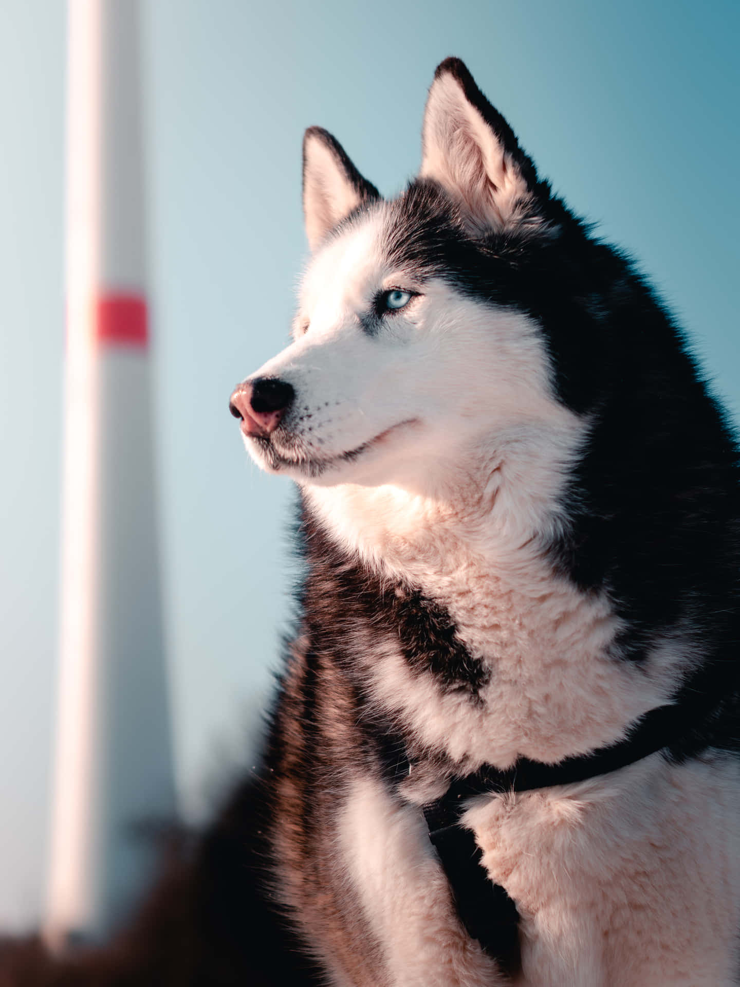 Siberian Husky Pet Dog Background