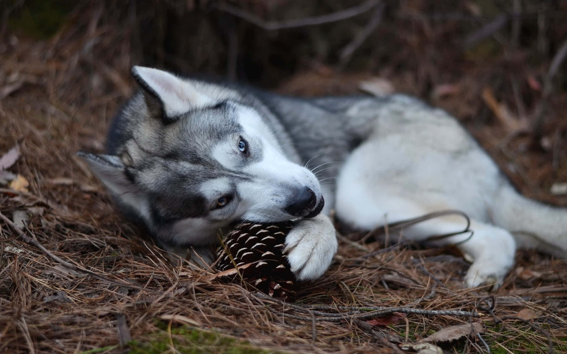 Siberian Husky Playing With A Pine Cone