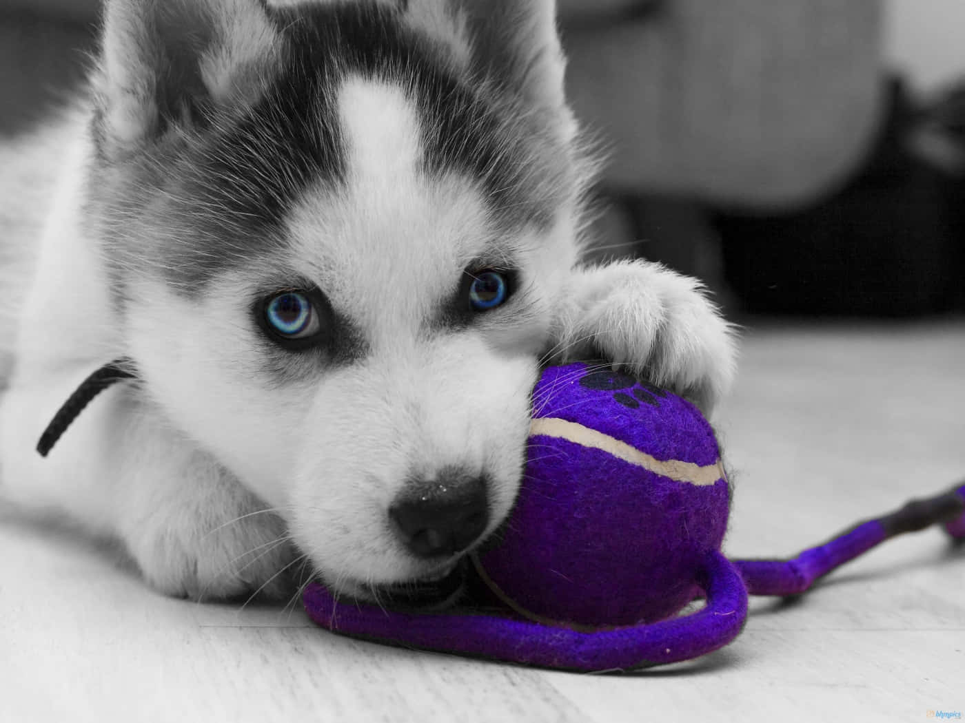 Siberian Husky Puppy With A Ball