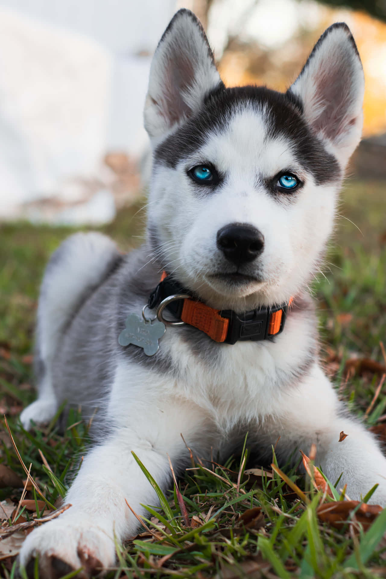 Siberian Husky Puppy With Blue Eyes