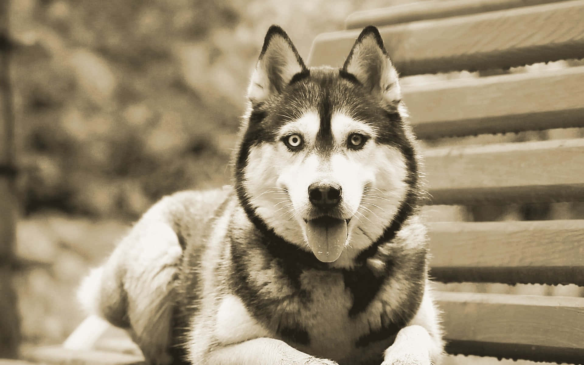 Siberian Husky Sepia Filter Background