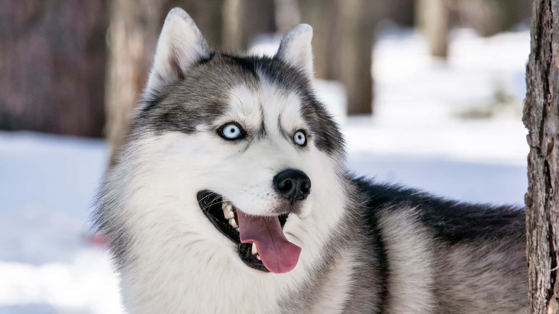 Siberian Husky Winter Dog