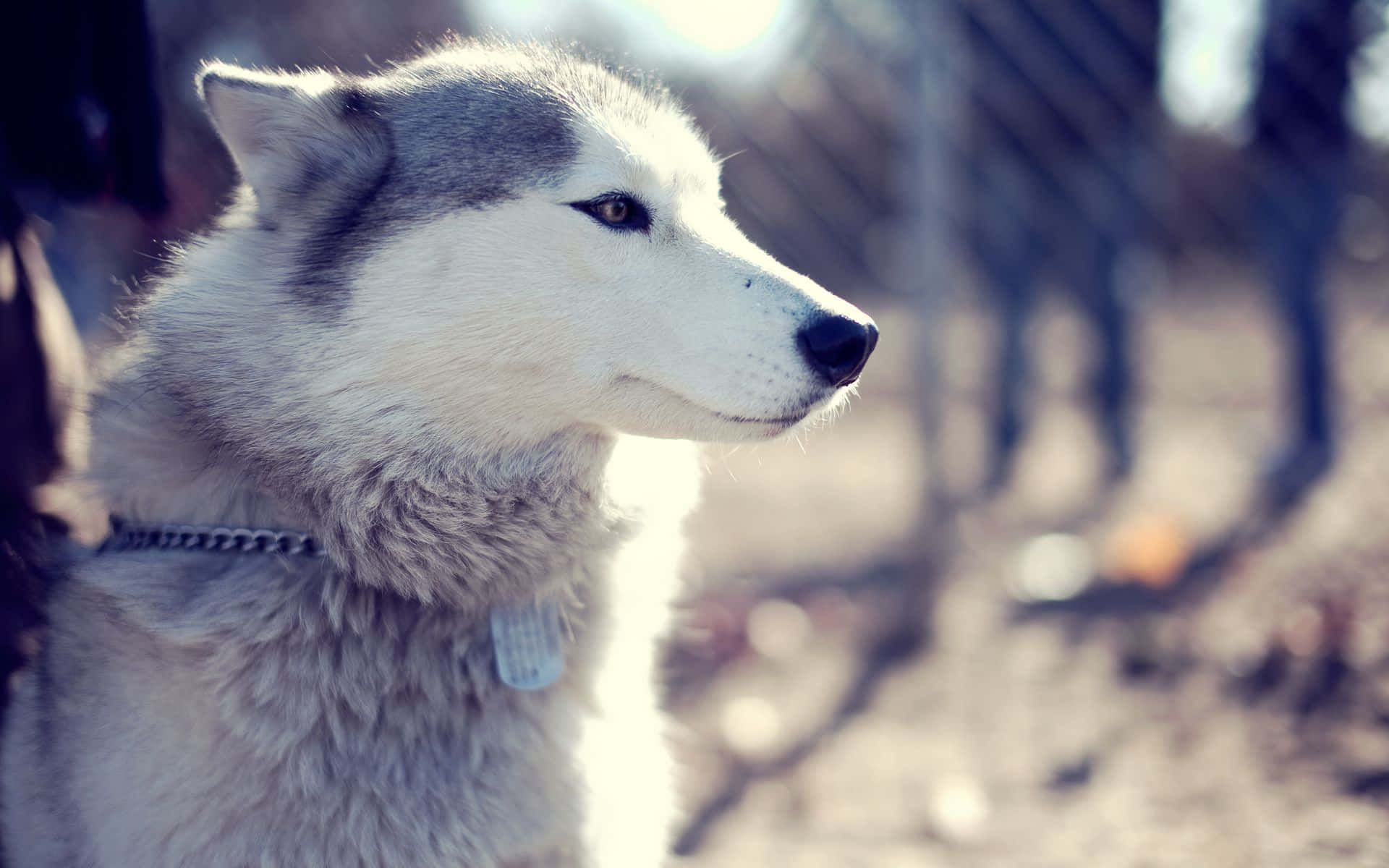 Siberian Husky With A Silver Dog Tag