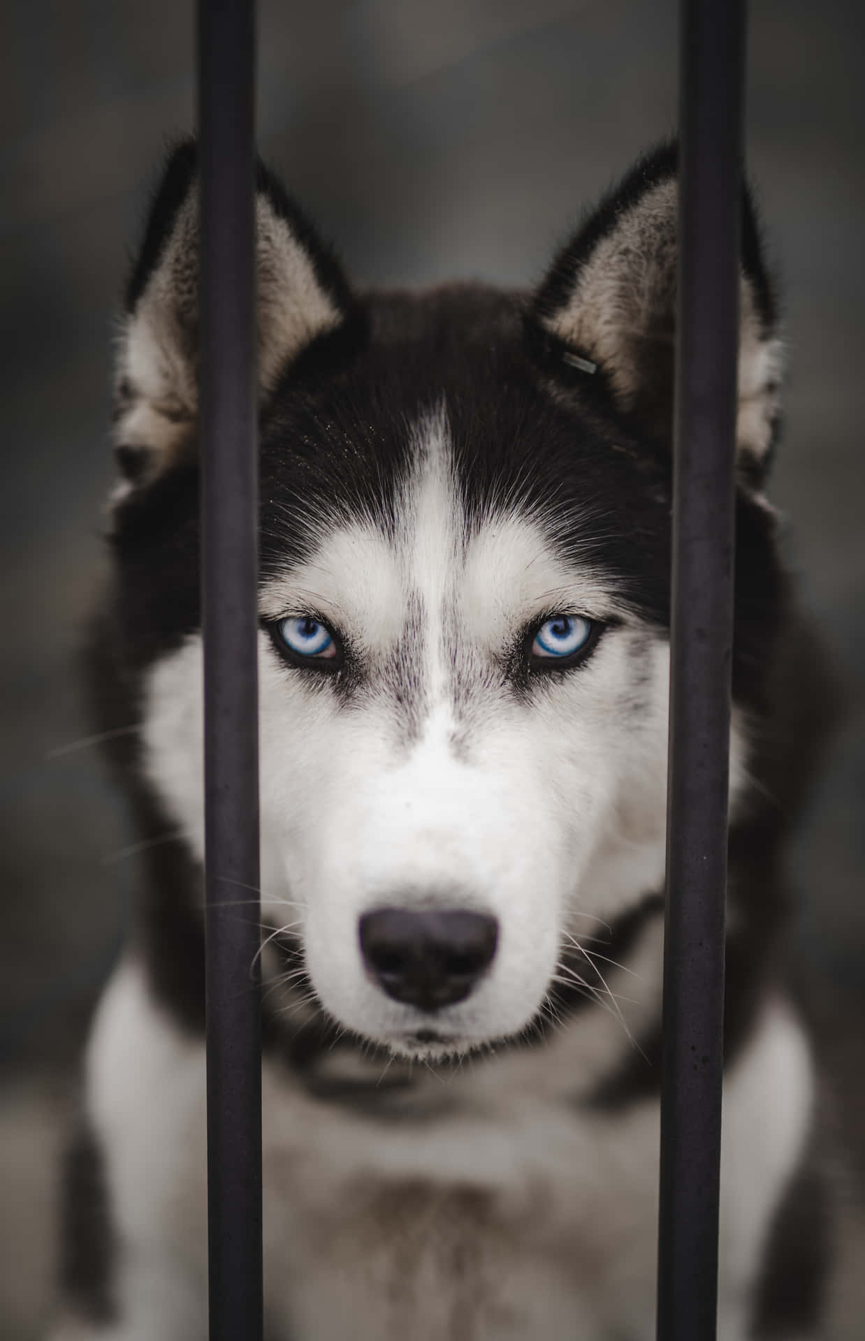 Siberian Husky With Mischievous Look Background