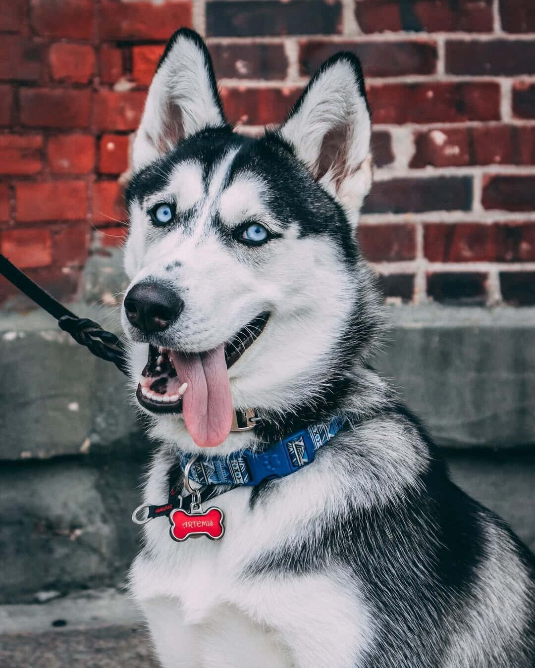 Siberian Husky With Triangular Ears