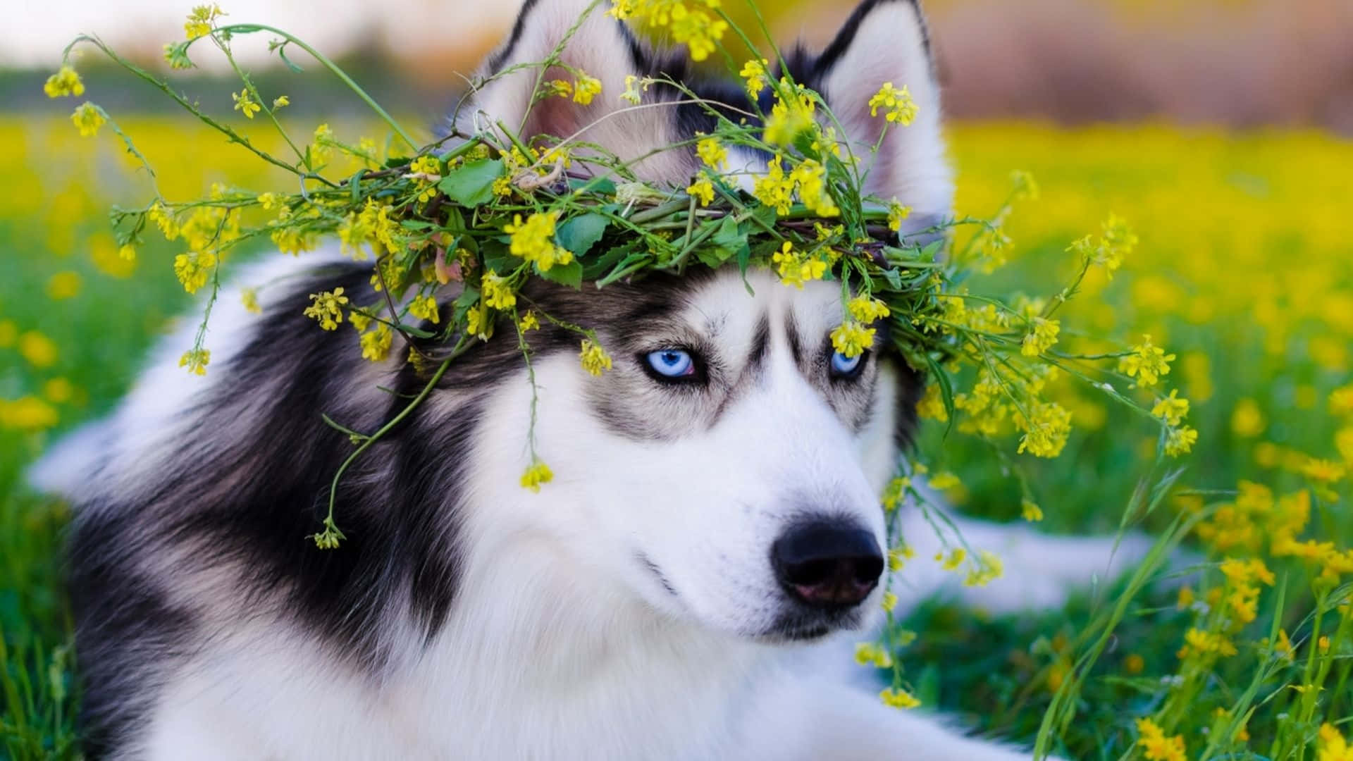 Siberian Husky With Yellow Flower Crown