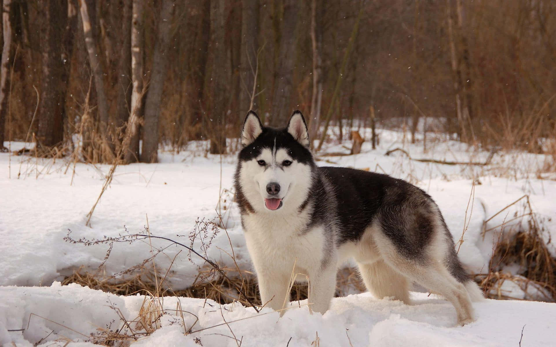 Siberian Huskyin Snowy Forest.jpg Background