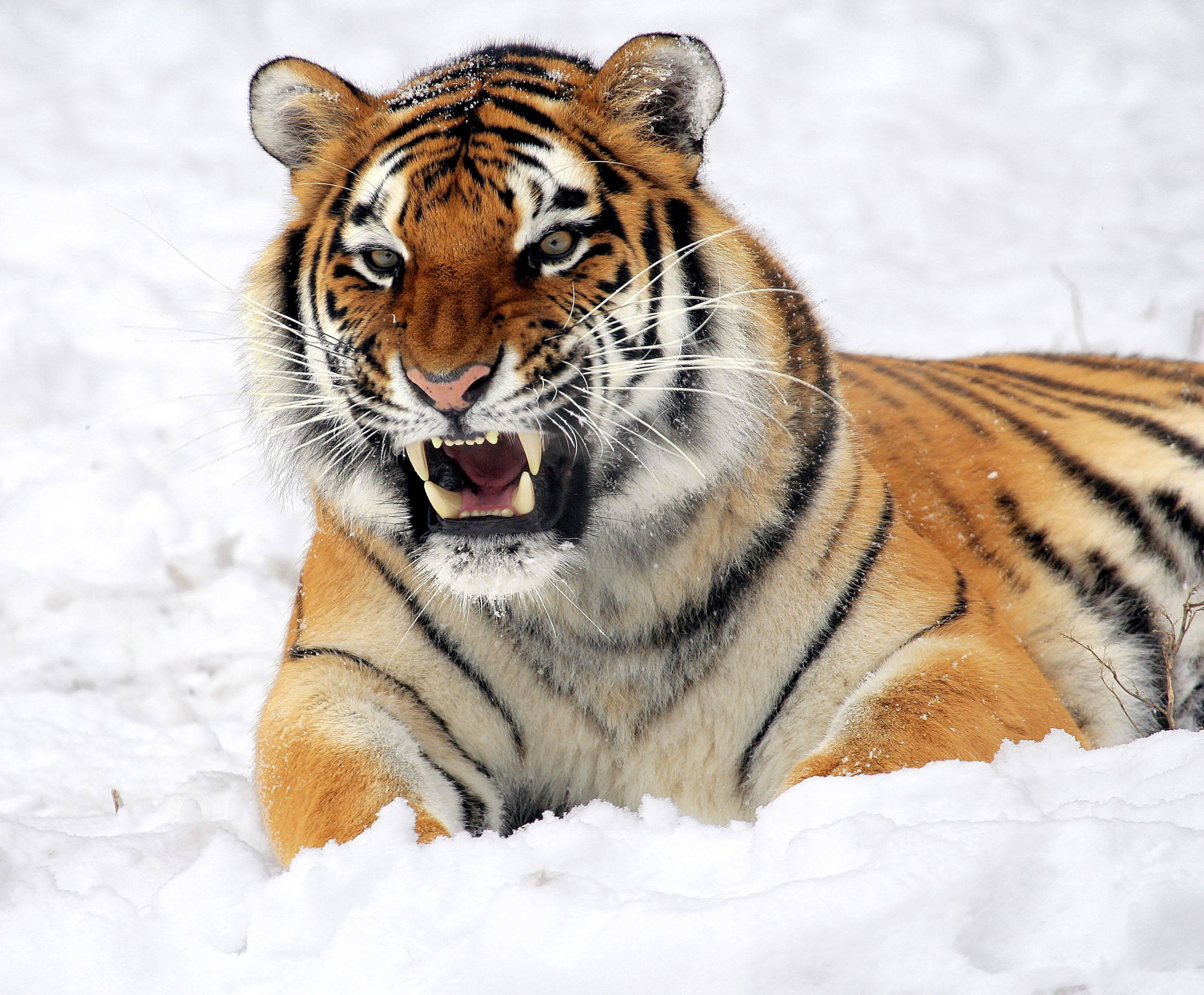 Siberian Snow Tiger 8k Tiger Uhd