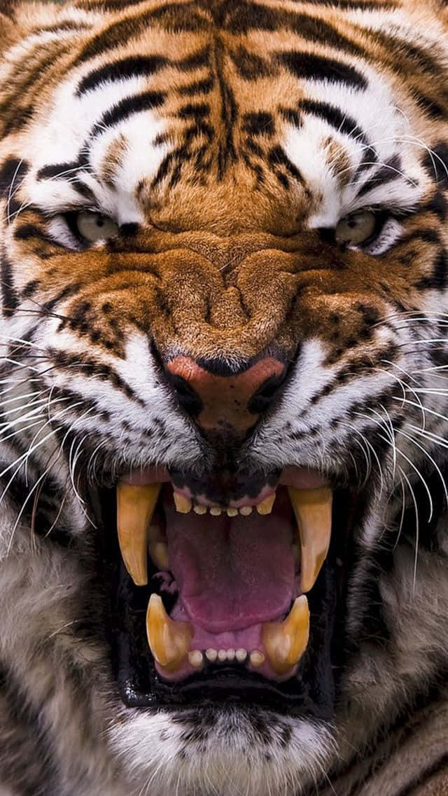 Siberian Tiger Face