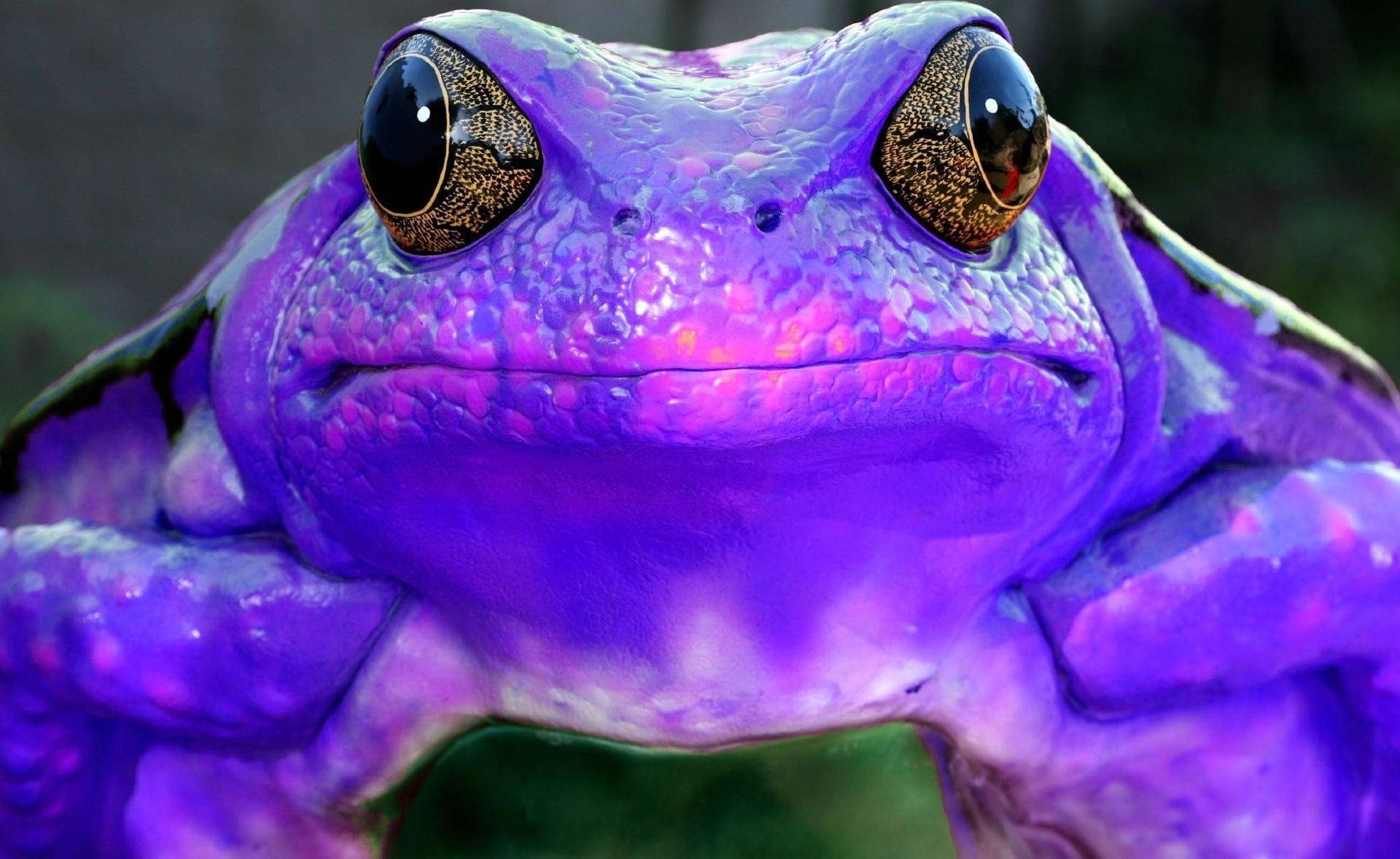 Sick Purple Frog Background