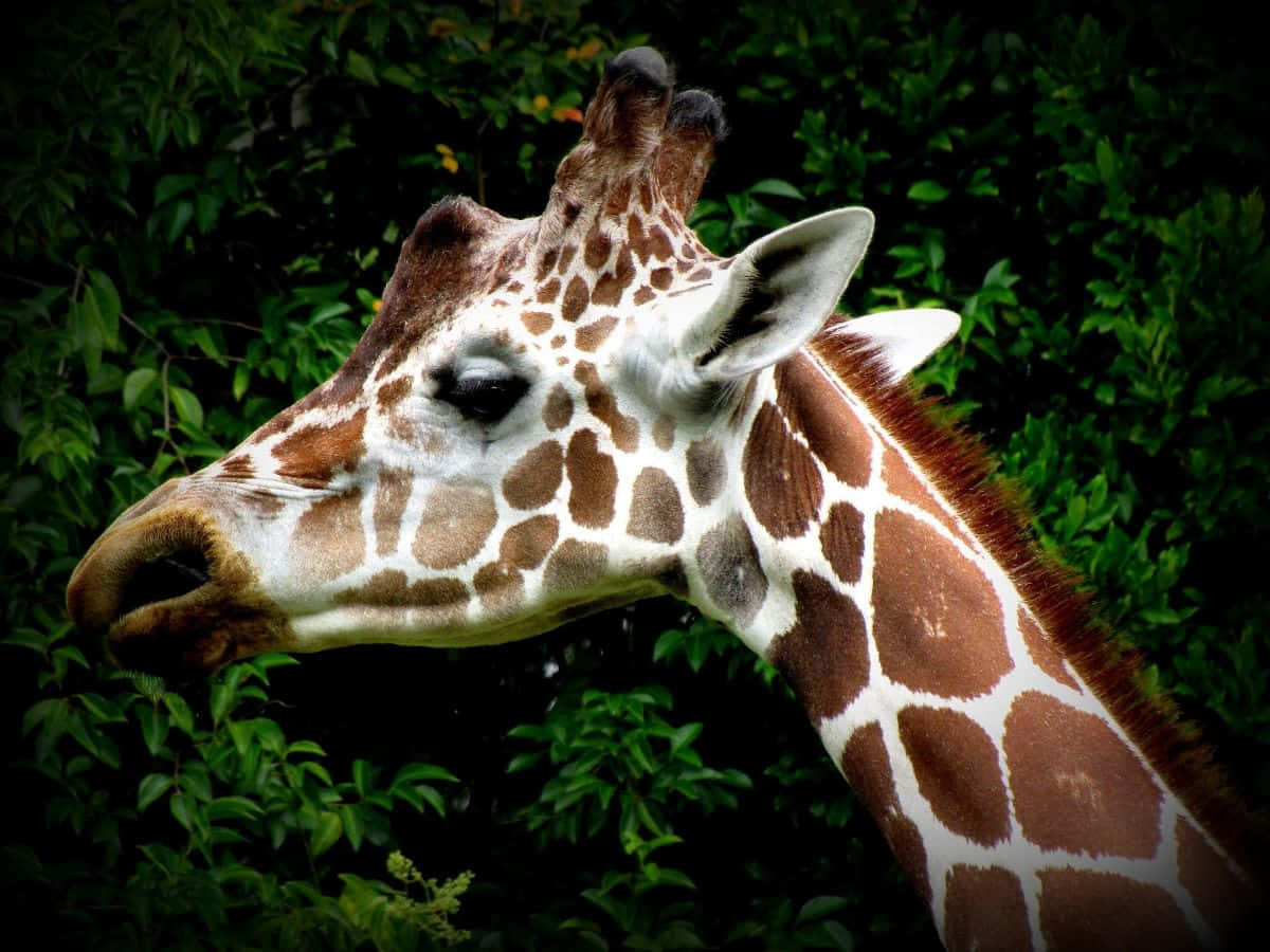 Side Profile Exotic Animal Giraffe Background