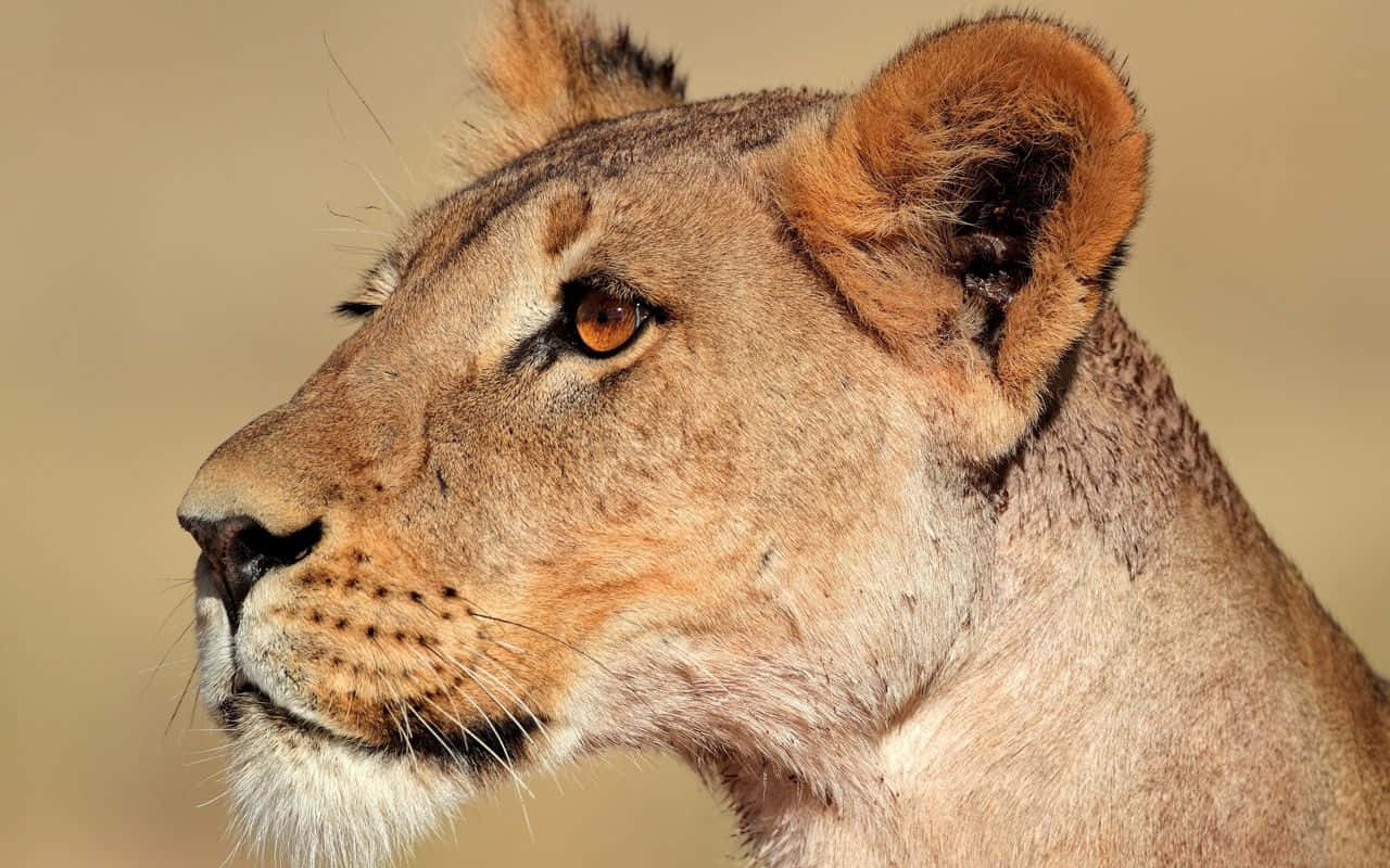 Side Profile Fierce Lioness Background