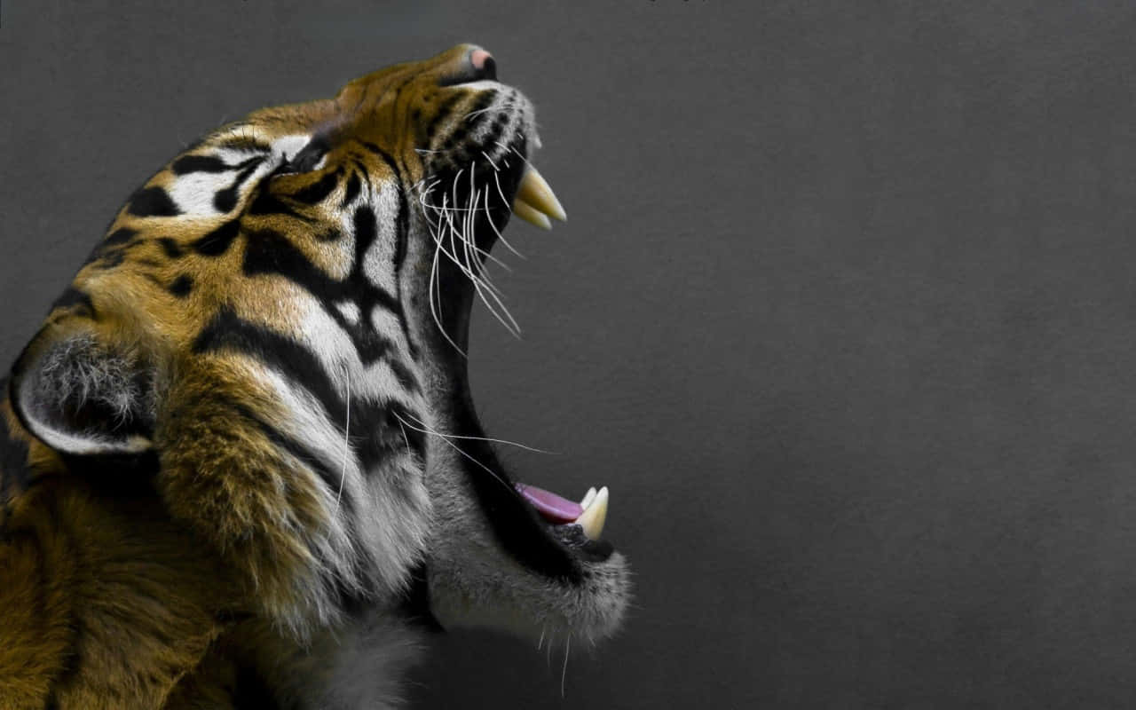 Side Profile Of A Tiger Background