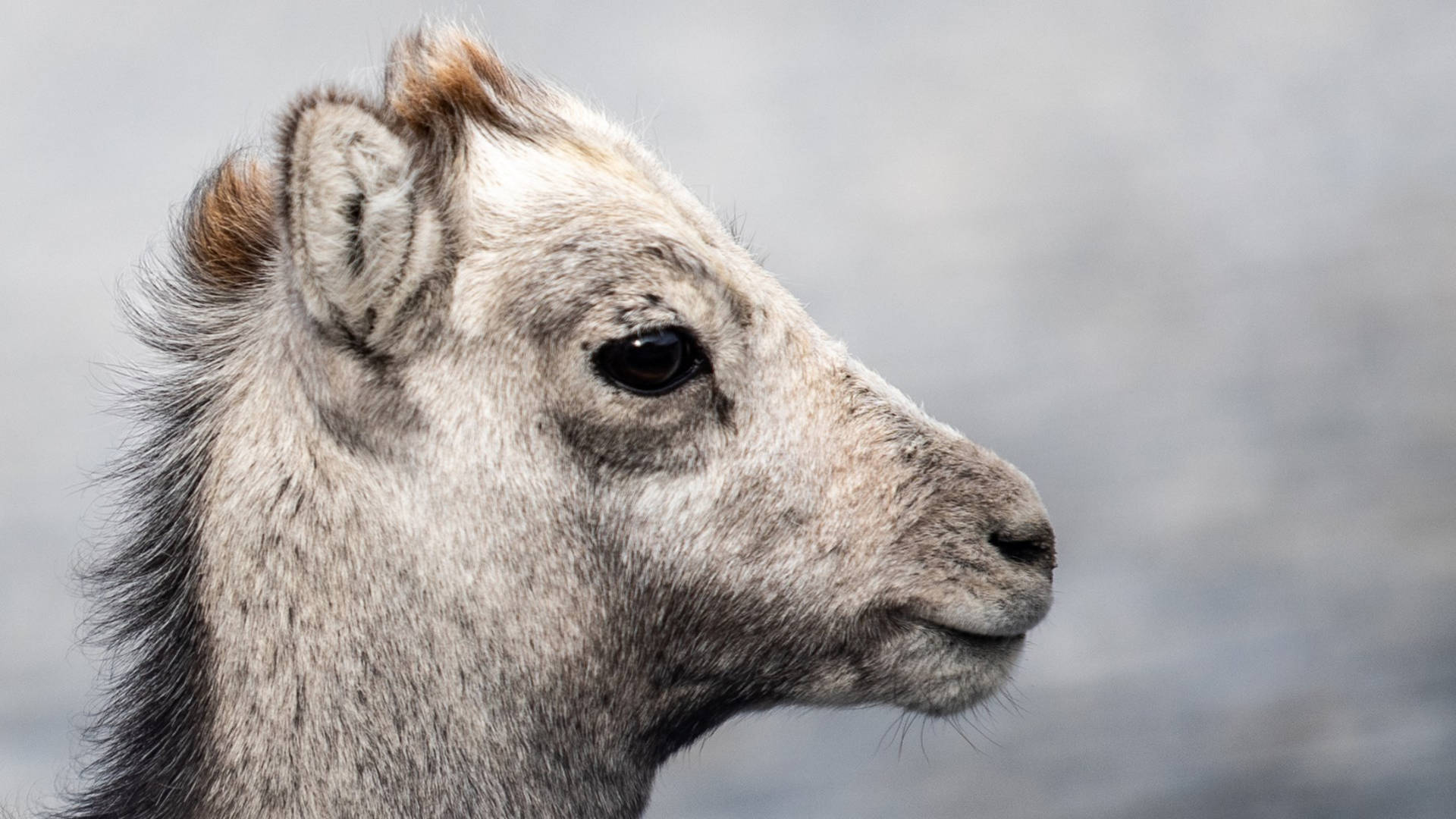 Side Profile Of Grey Baby Goat Background