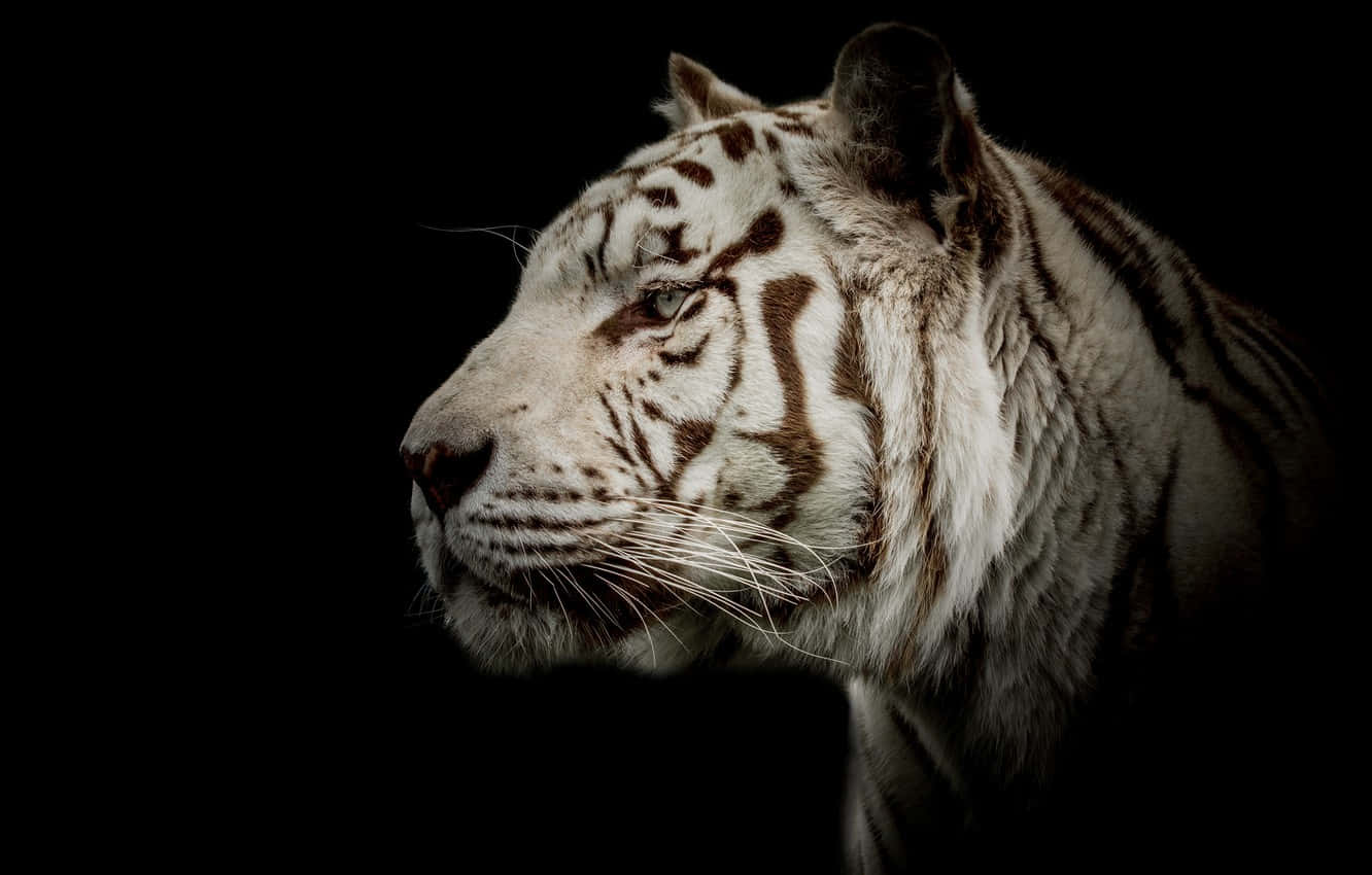 Side Profile White Tiger