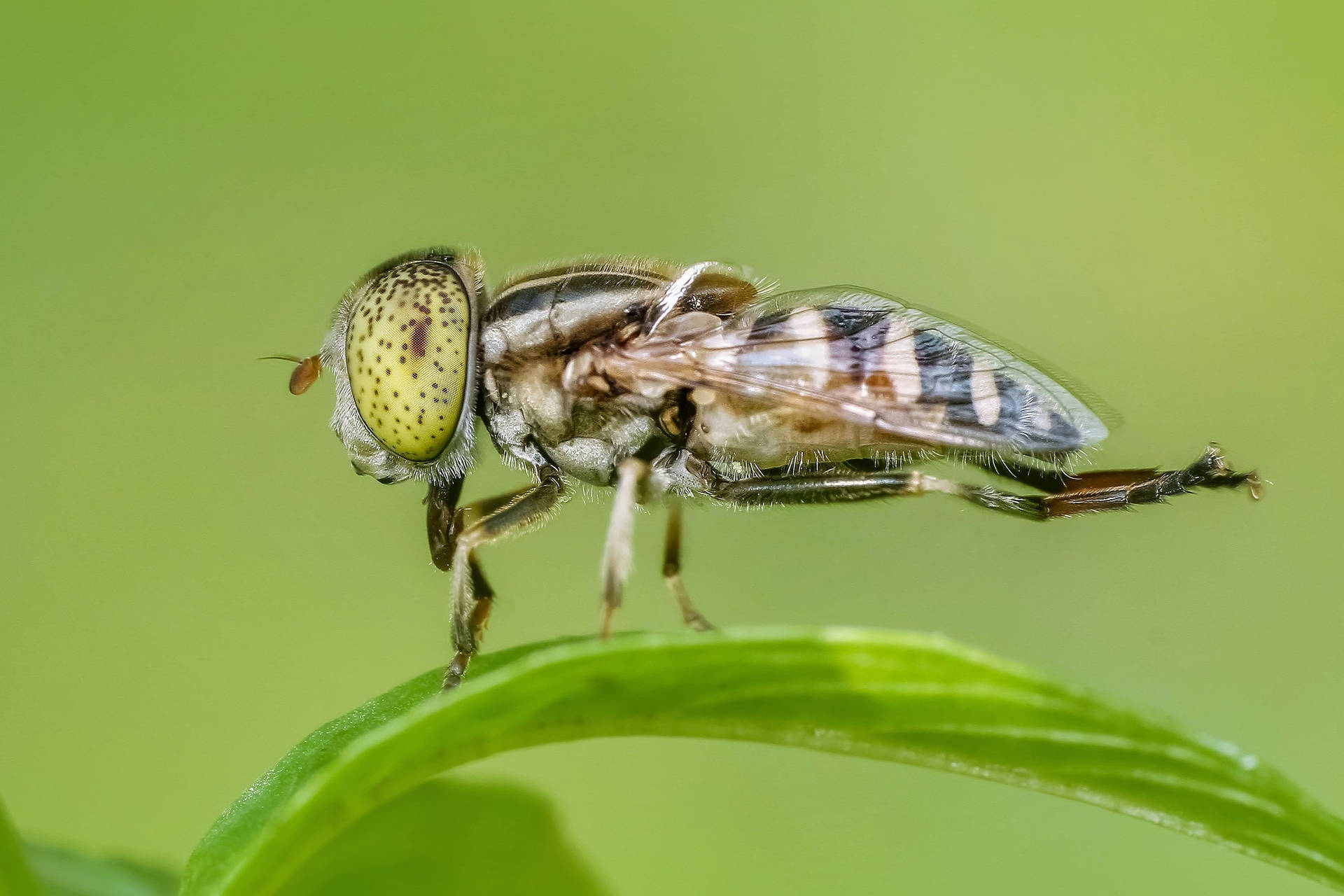 Side View Fly