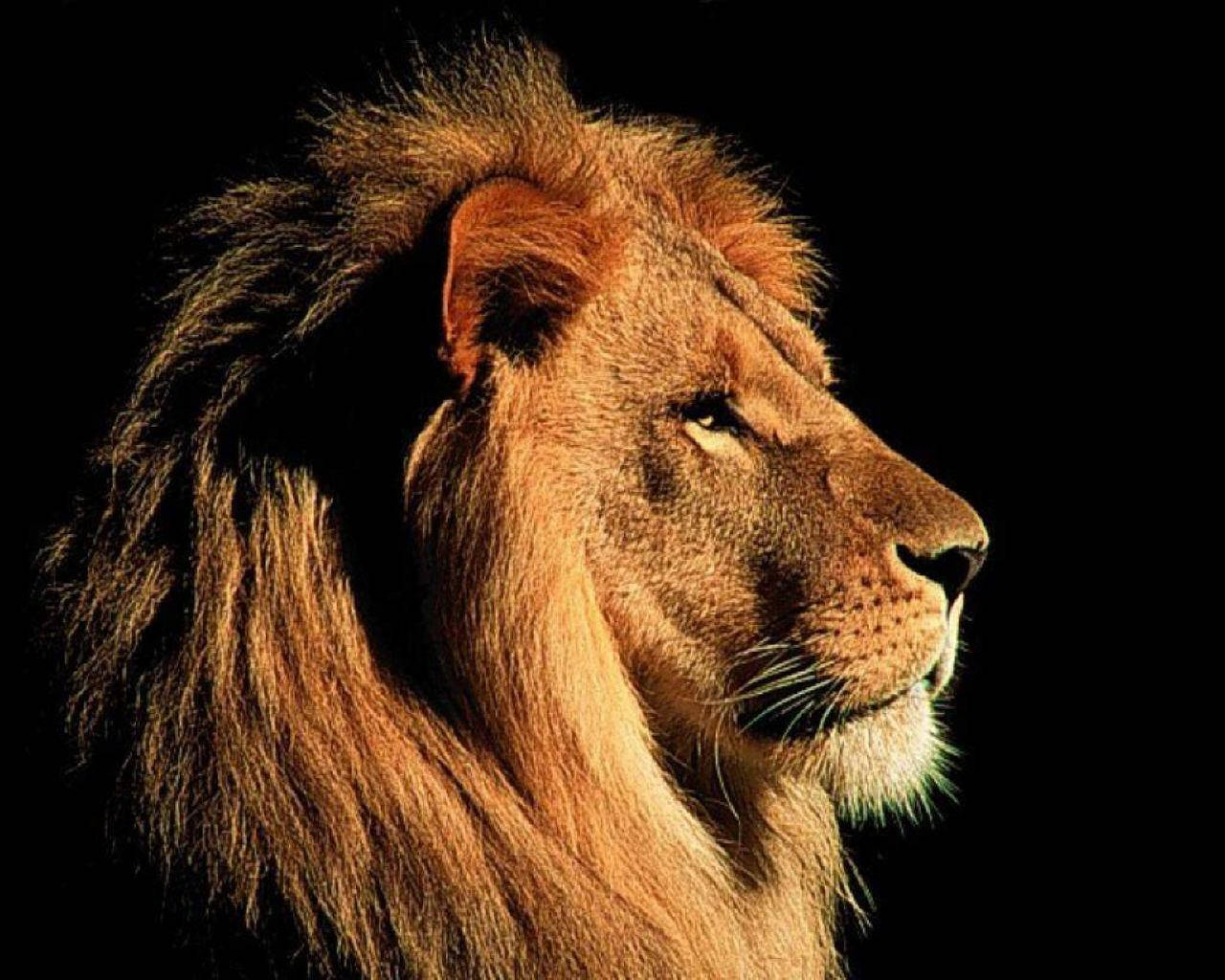 Side View Image Of 3d Lion Background