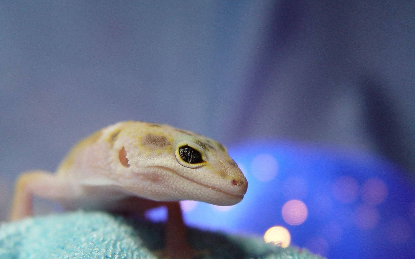 Side View Leopard Gecko Background