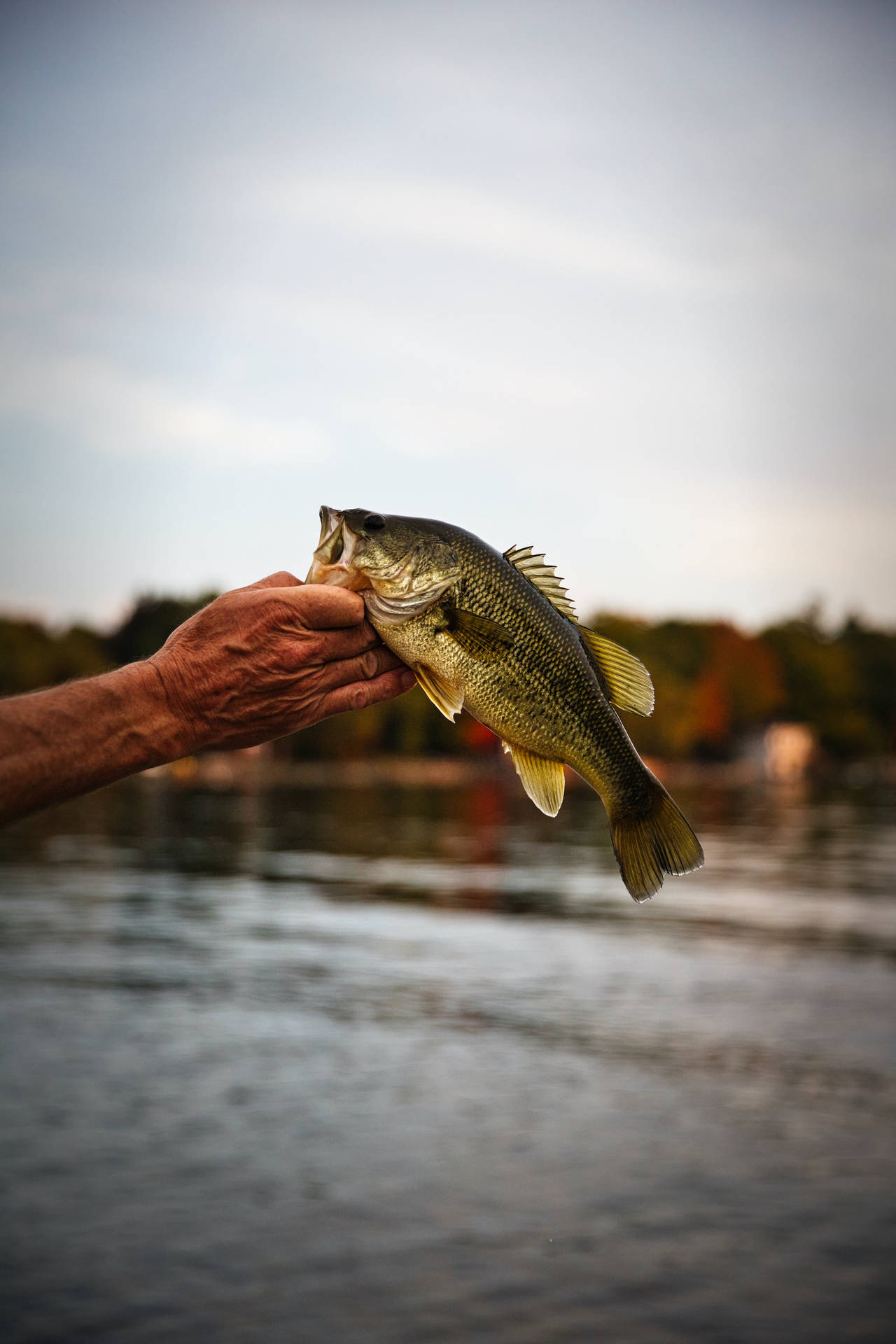 Side View Of A Largemouth Bass Background