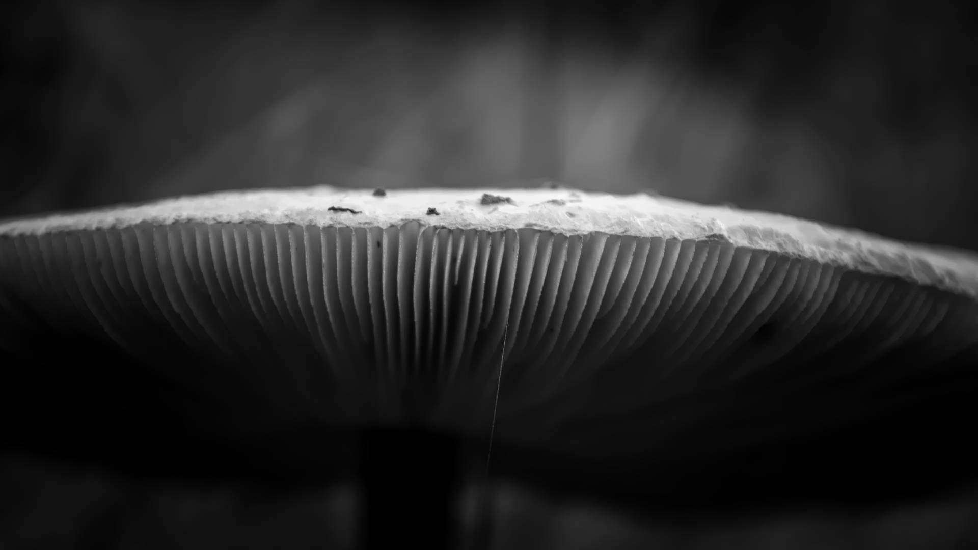 Side View Of Cap Of Cute Mushroom Background