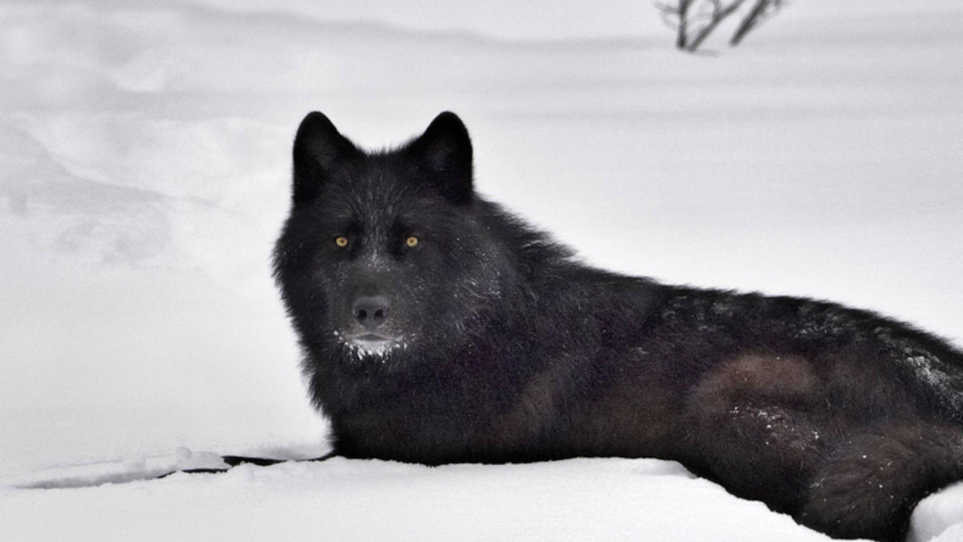 Side View Of Cool Black Wolf On Snow