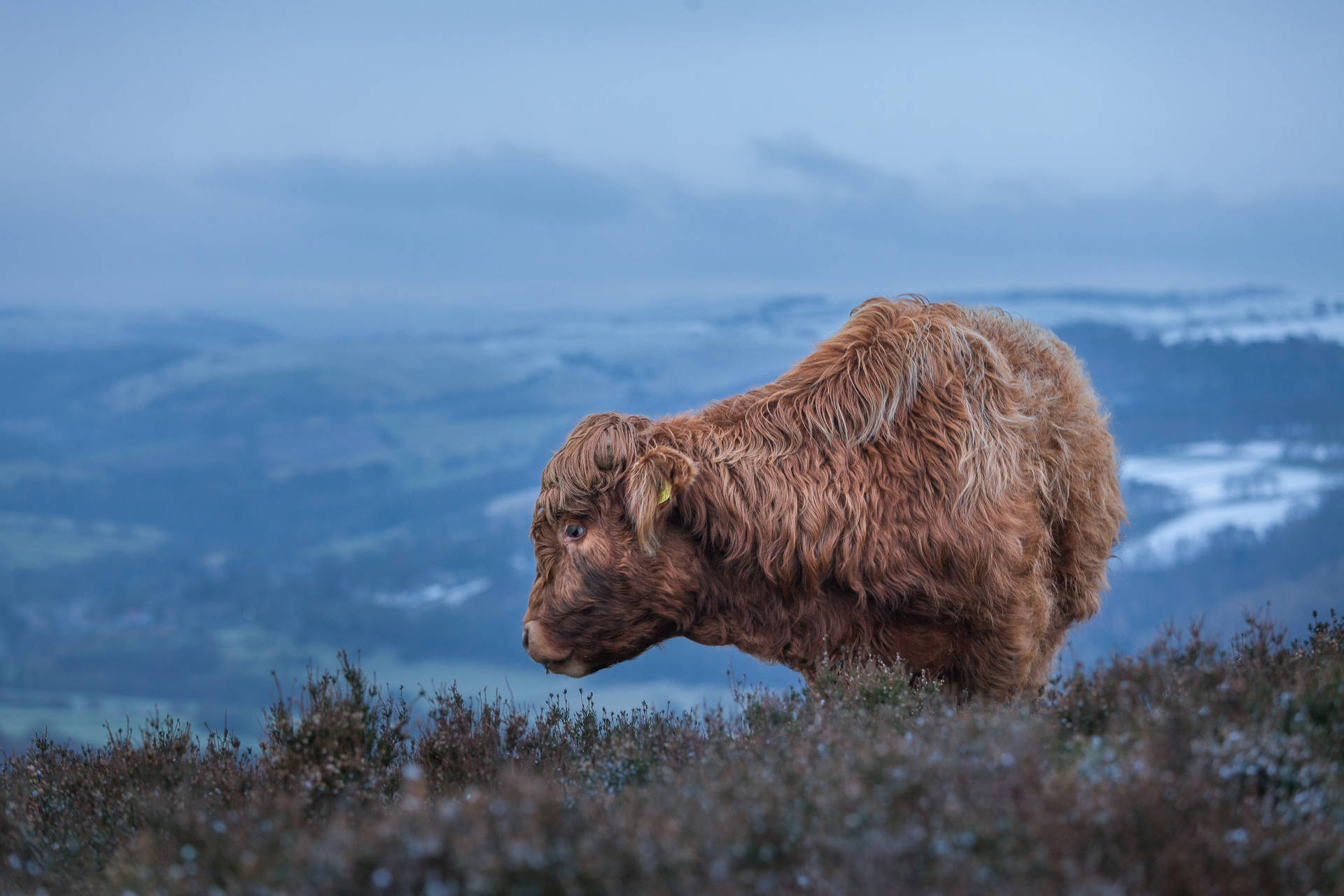 Side View Of Cute Cow On Mountain Background