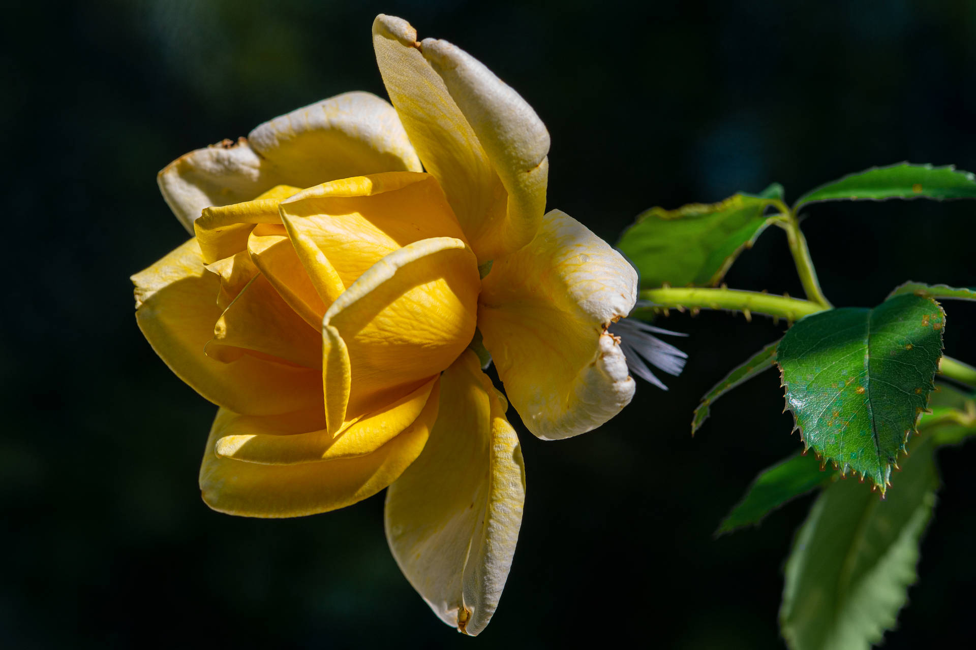 Side View Yellow Rose Hd Background