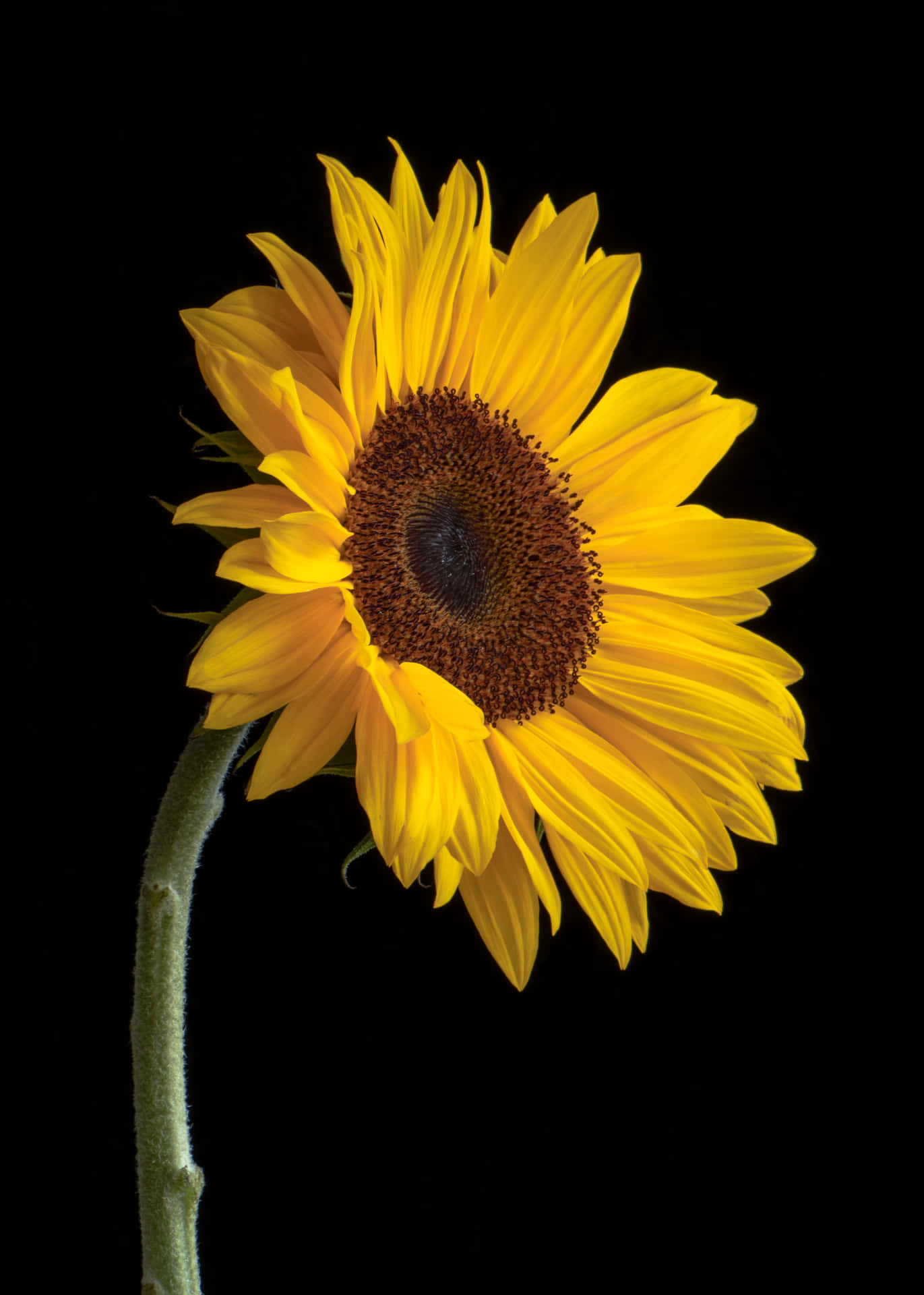 Sideways Sunflower Phone Background