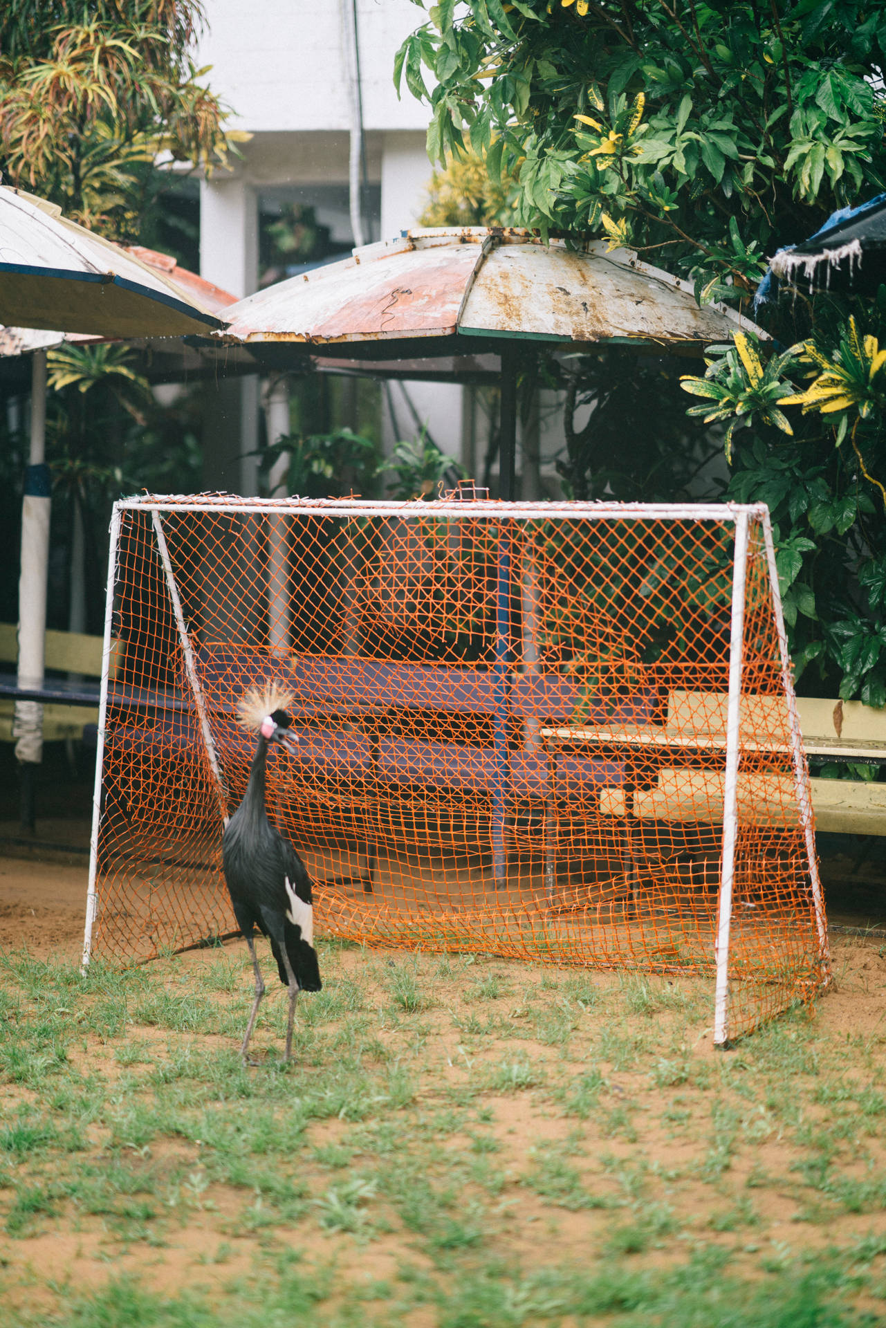 Sierra Leone Crane In Front Of Goal Background