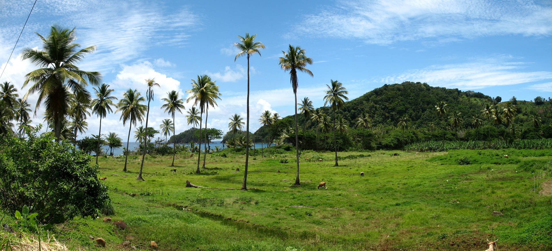Sierra Leone Trees On Grass Field