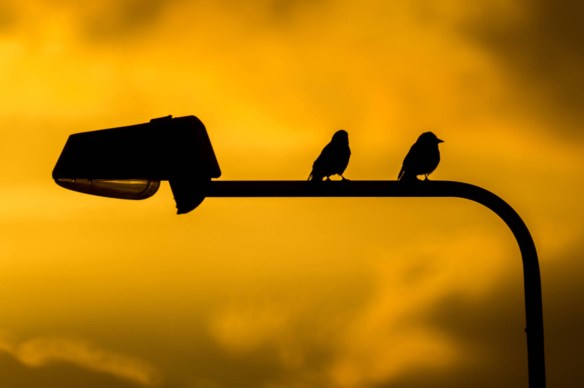 Silhouette Birds On Lamppost Background