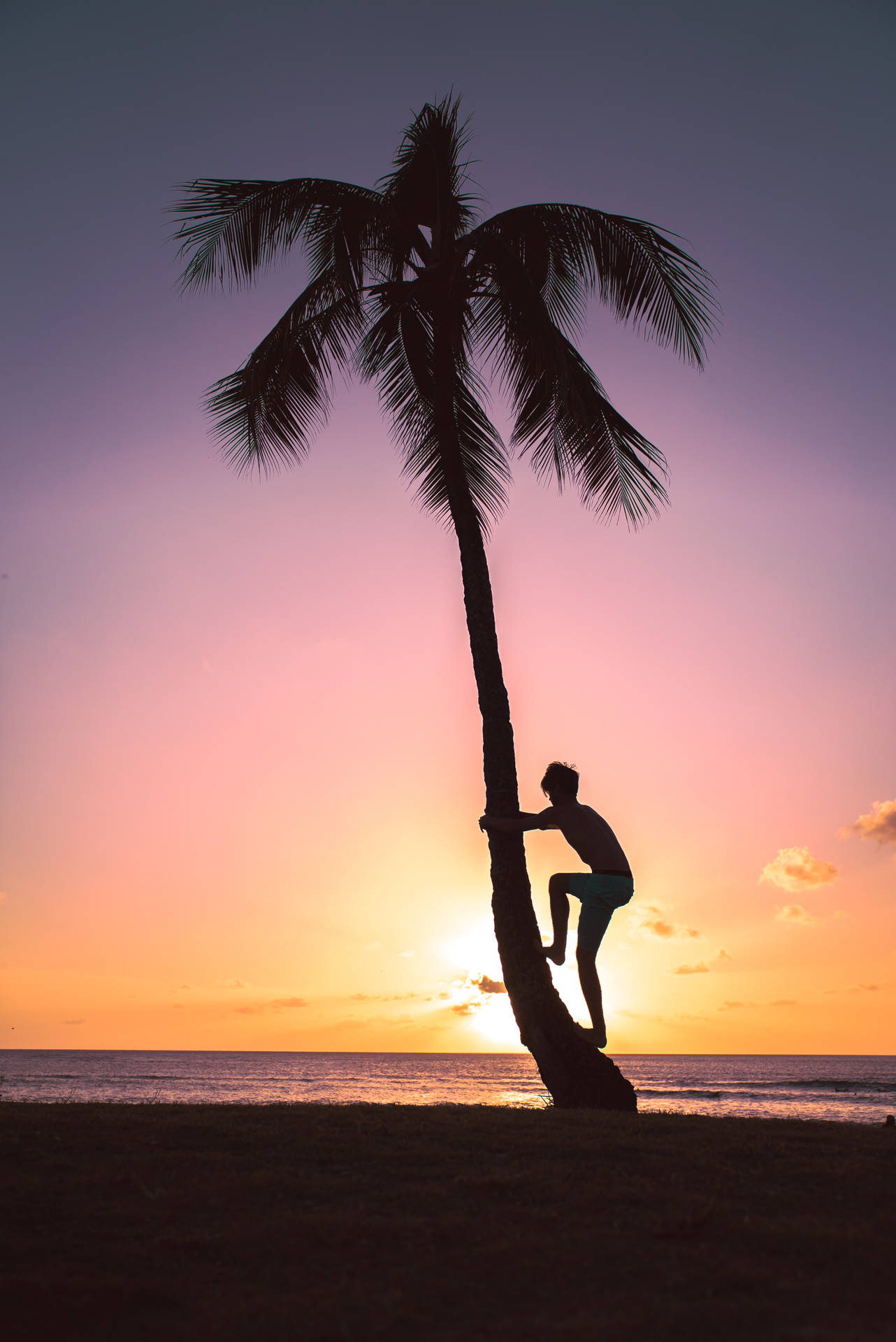 Silhouette Boy On The Tree Background