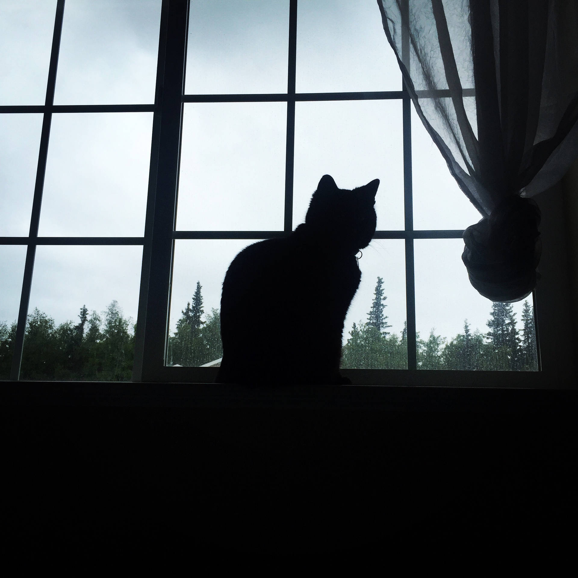 Silhouette Cat Moment Background