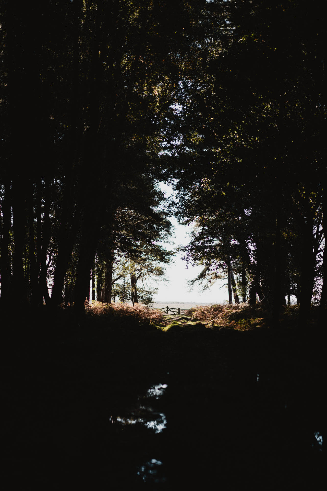 Silhouette Dark Forest Background