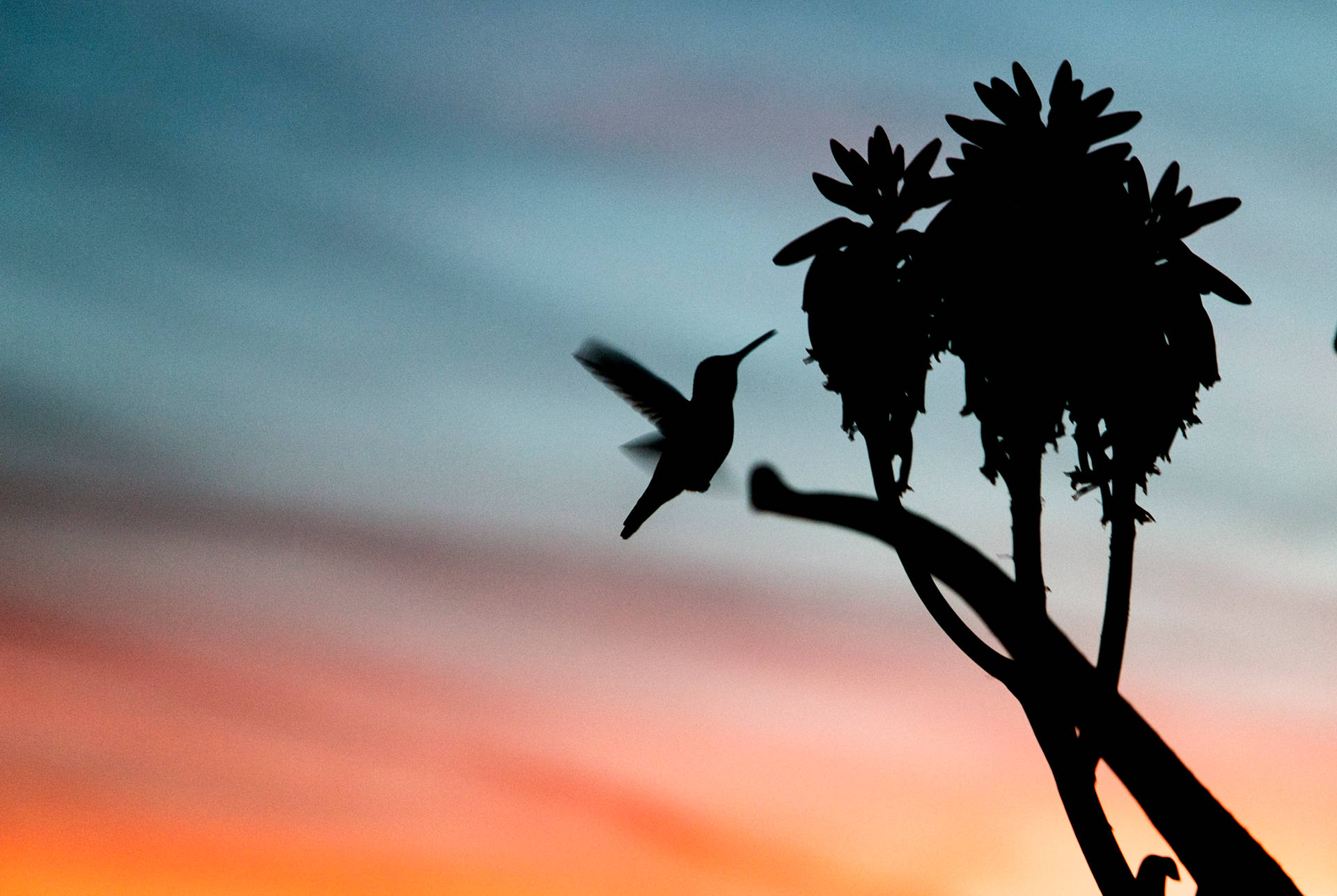 Silhouette Flying Hummingbird Background