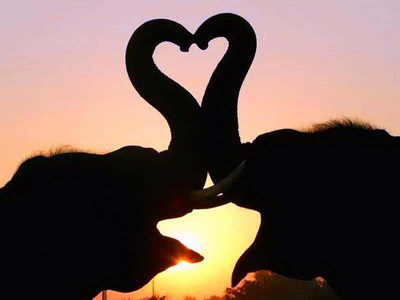 Silhouette Heart Elephantsat Sunset Background