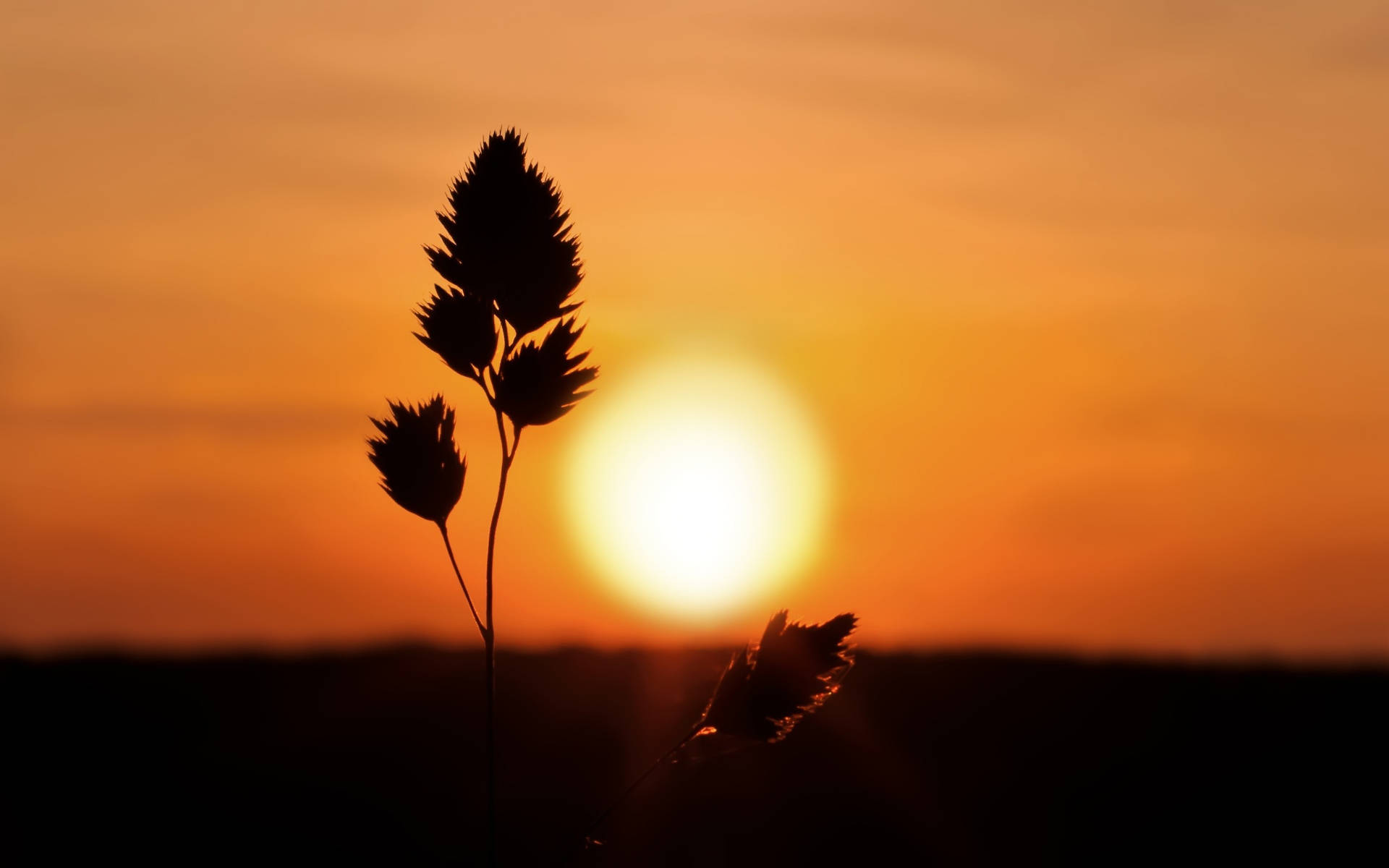 Silhouette Of A Grass Plant Against The Sunset