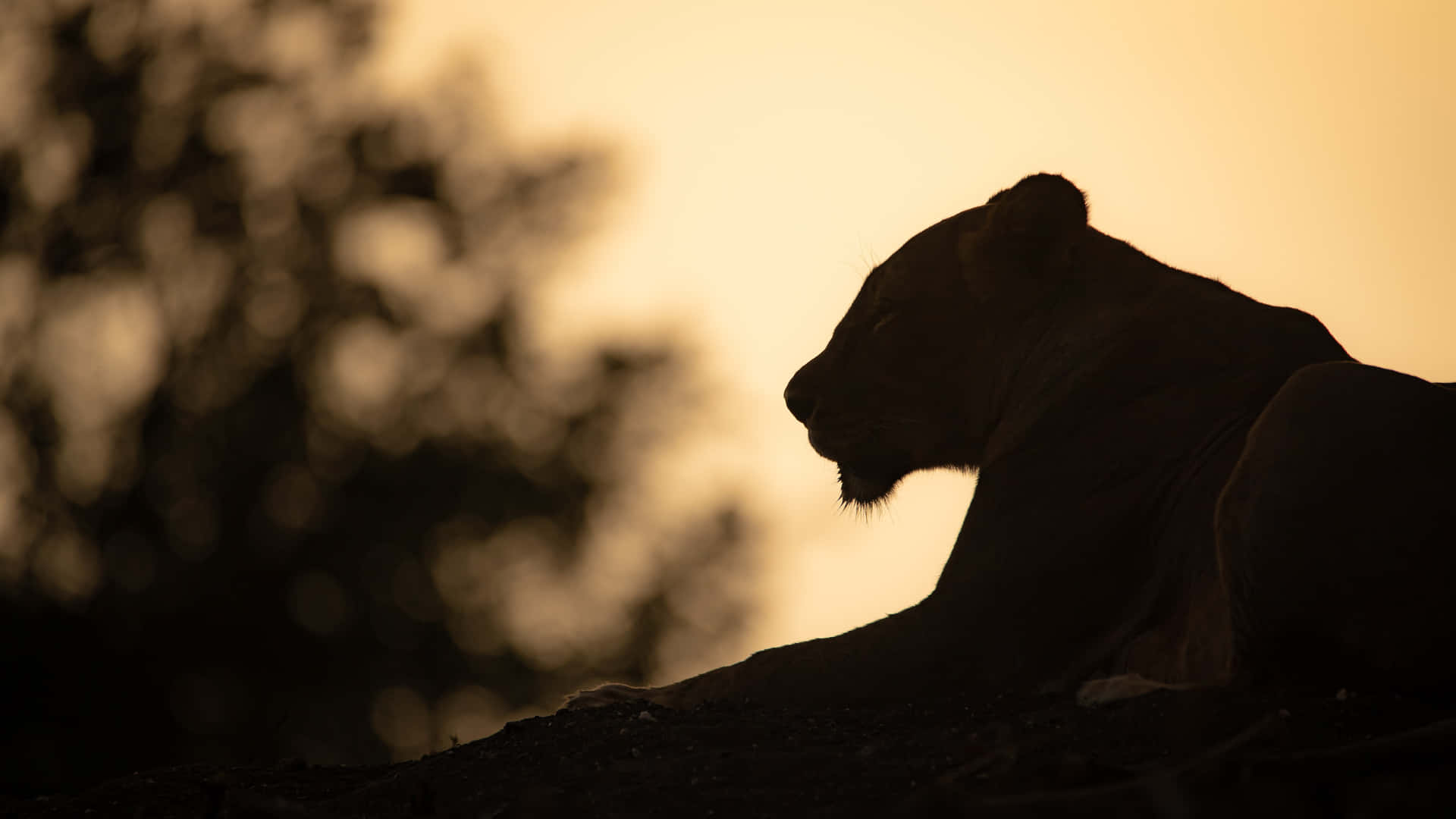 Silhouette Of A Lioness Background